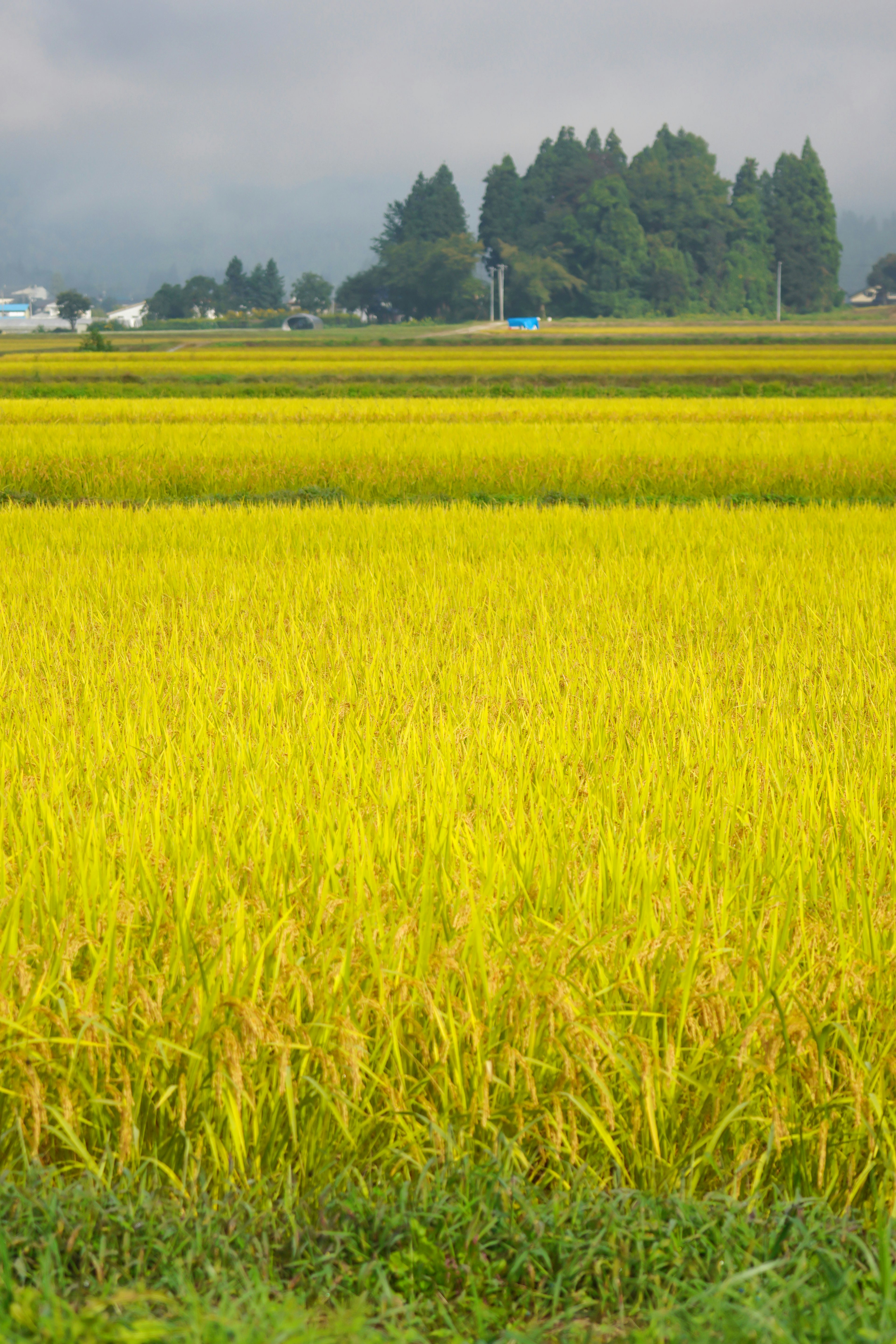 Expansive view of yellow rice fields with green grass