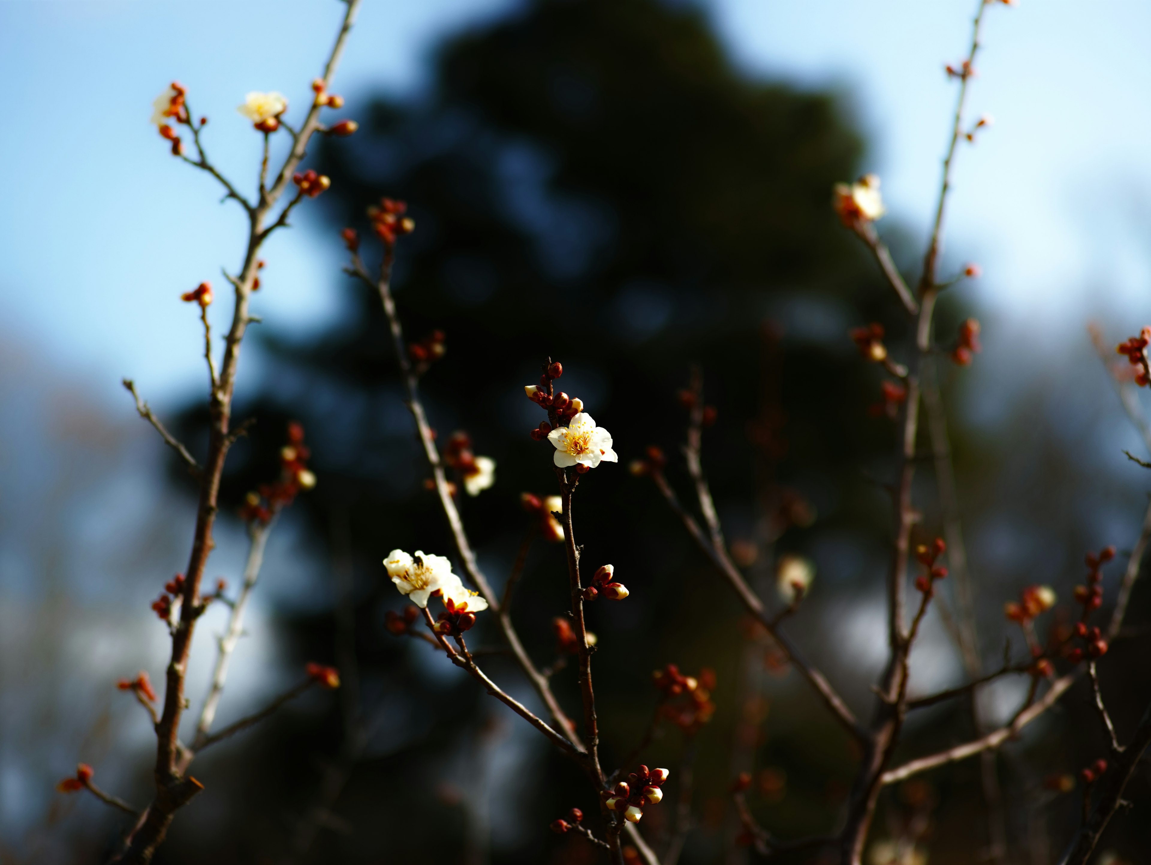 Äste mit blühenden weißen Blumen und verschwommenem Hintergrund