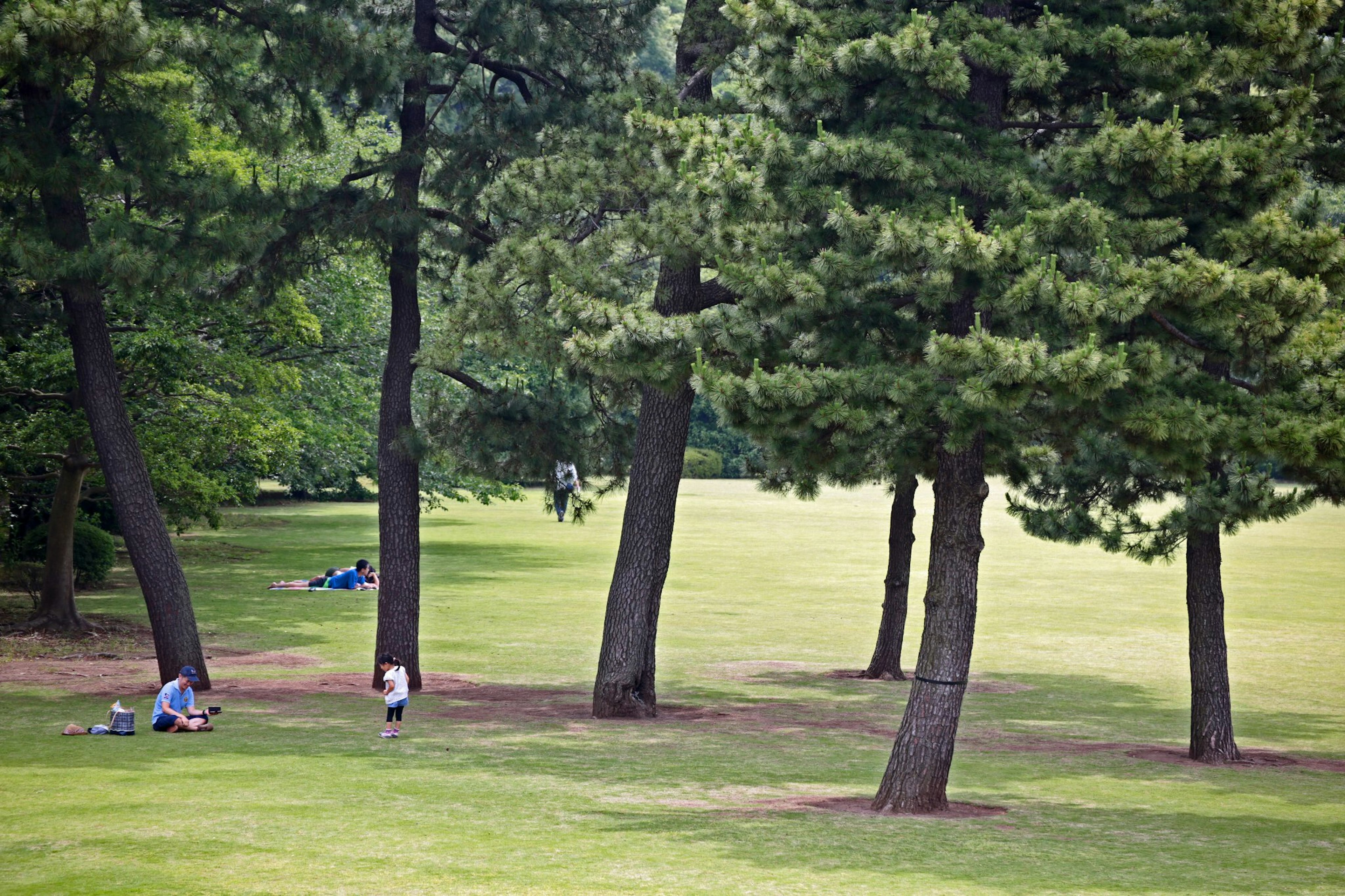 Lush park with tall trees and people relaxing on the grass