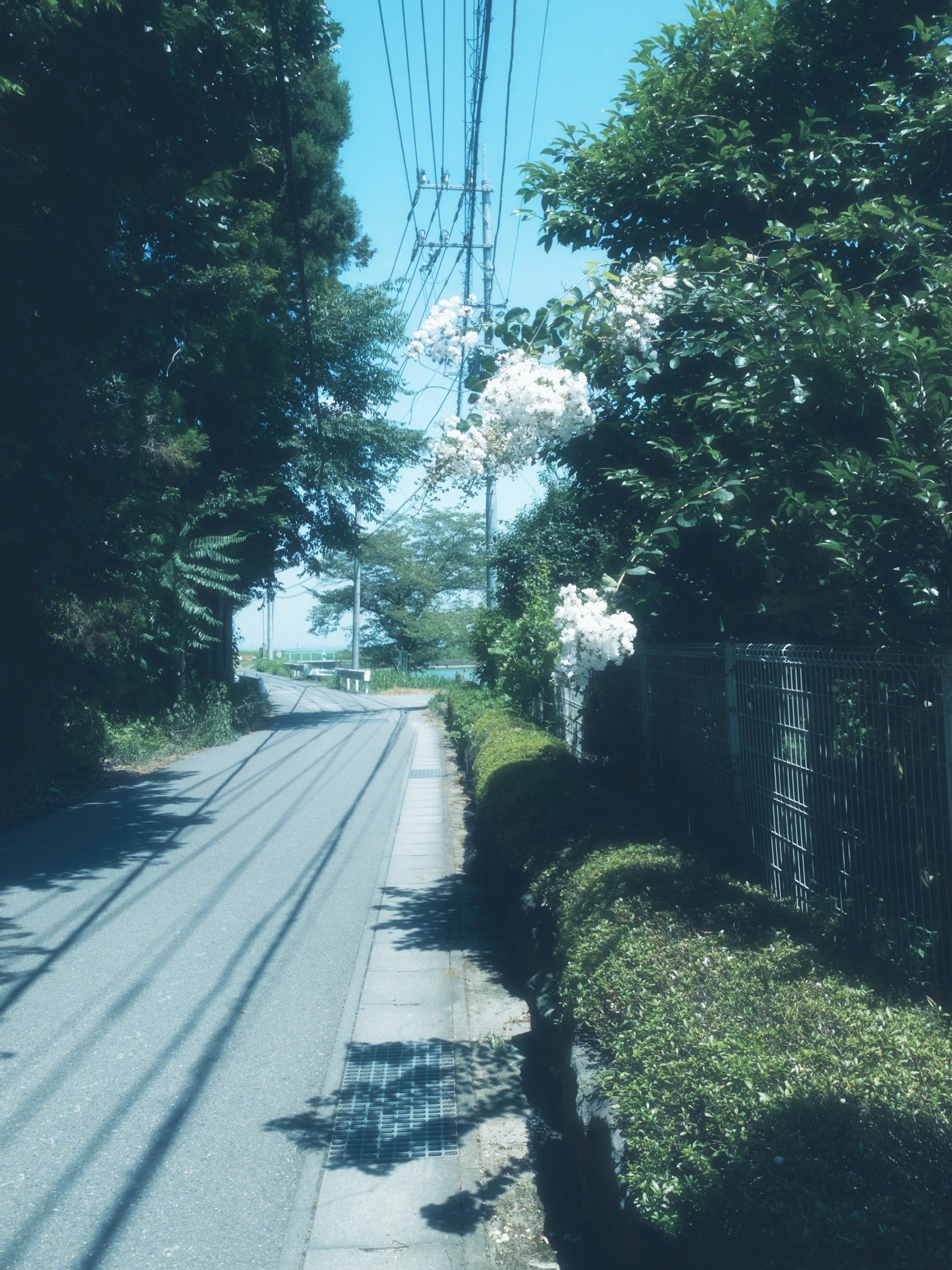 A quiet country road under a blue sky surrounded by green trees and blooming white flowers