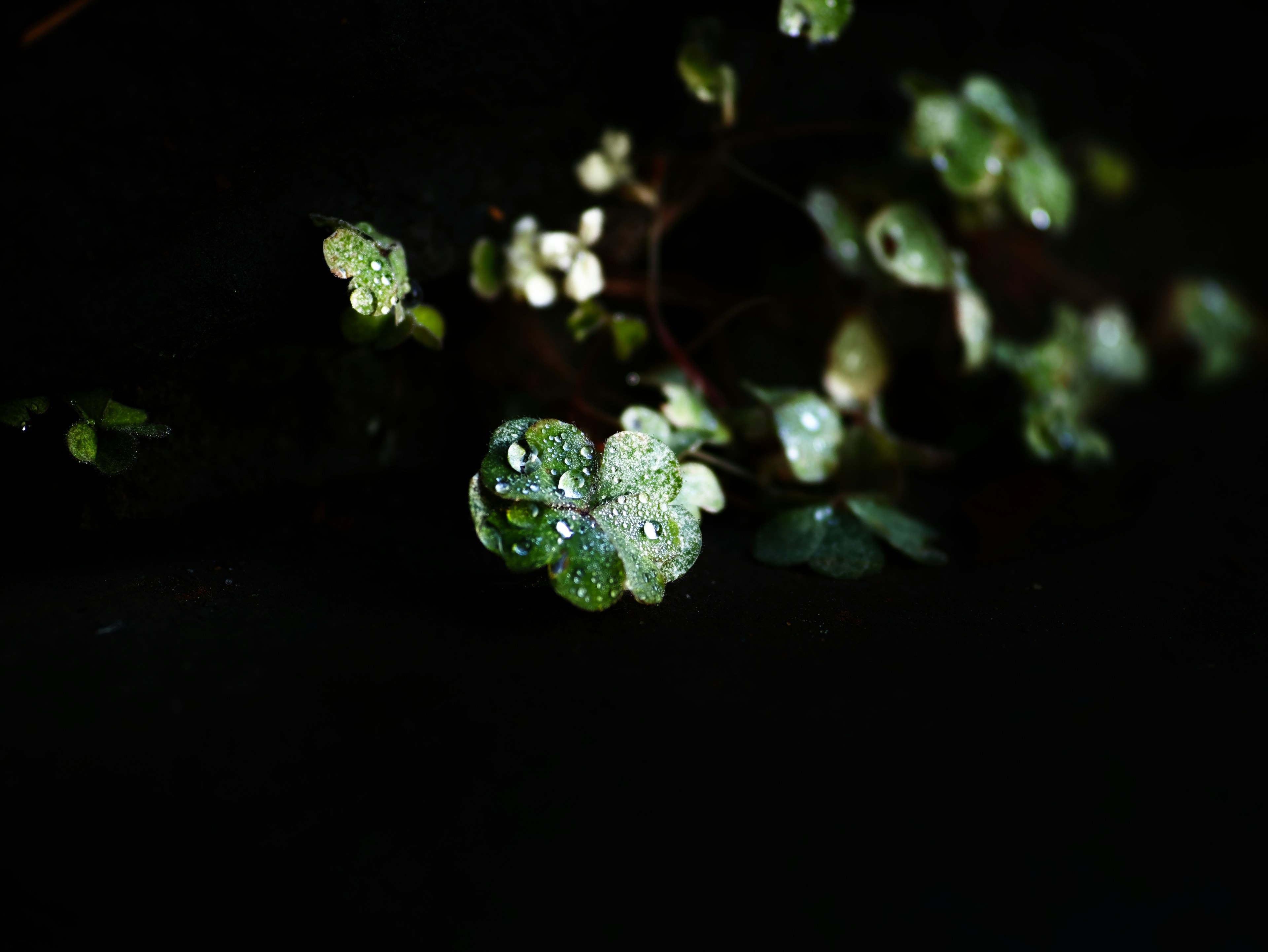 Feuilles vertes avec des gouttes d'eau sur un fond noir