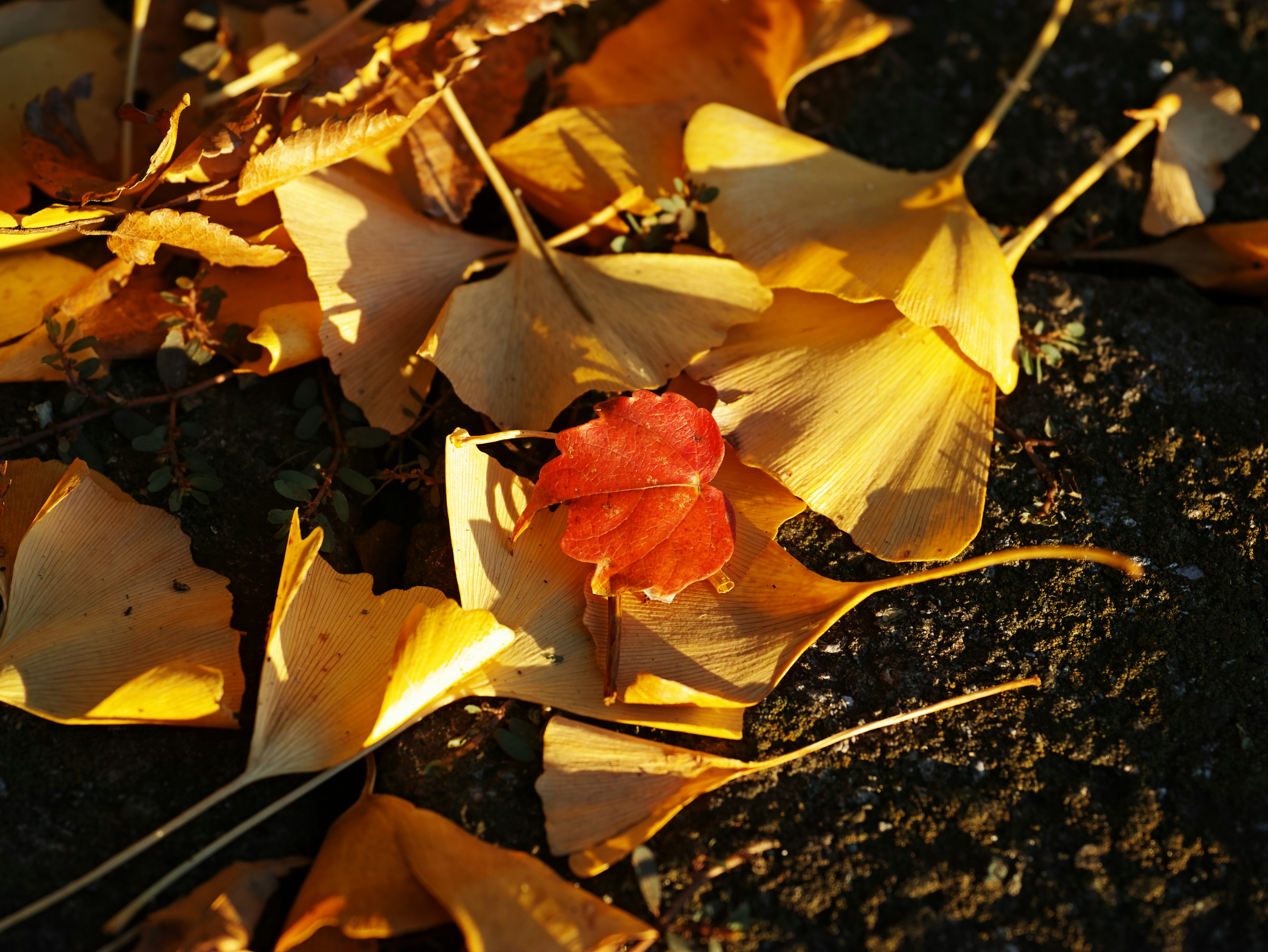 Una hoja roja vibrante destaca entre las hojas de otoño esparcidas en el suelo