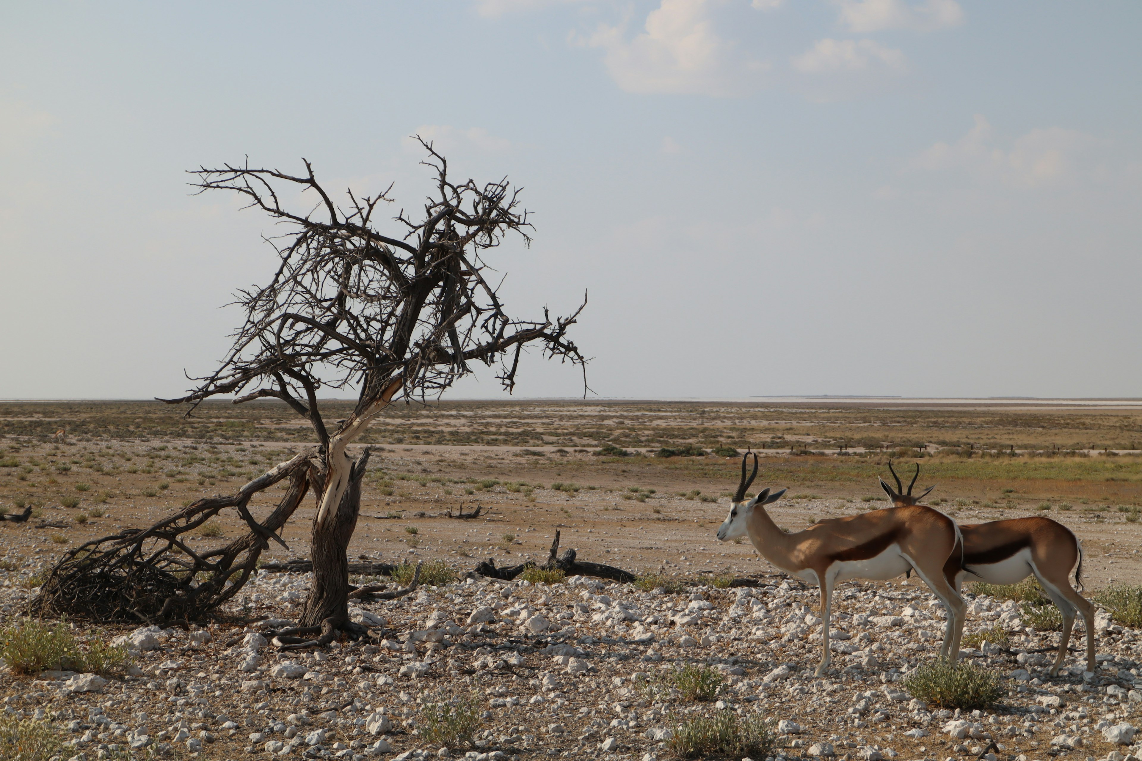 Un paisaje árido con un árbol muerto y dos gacelas