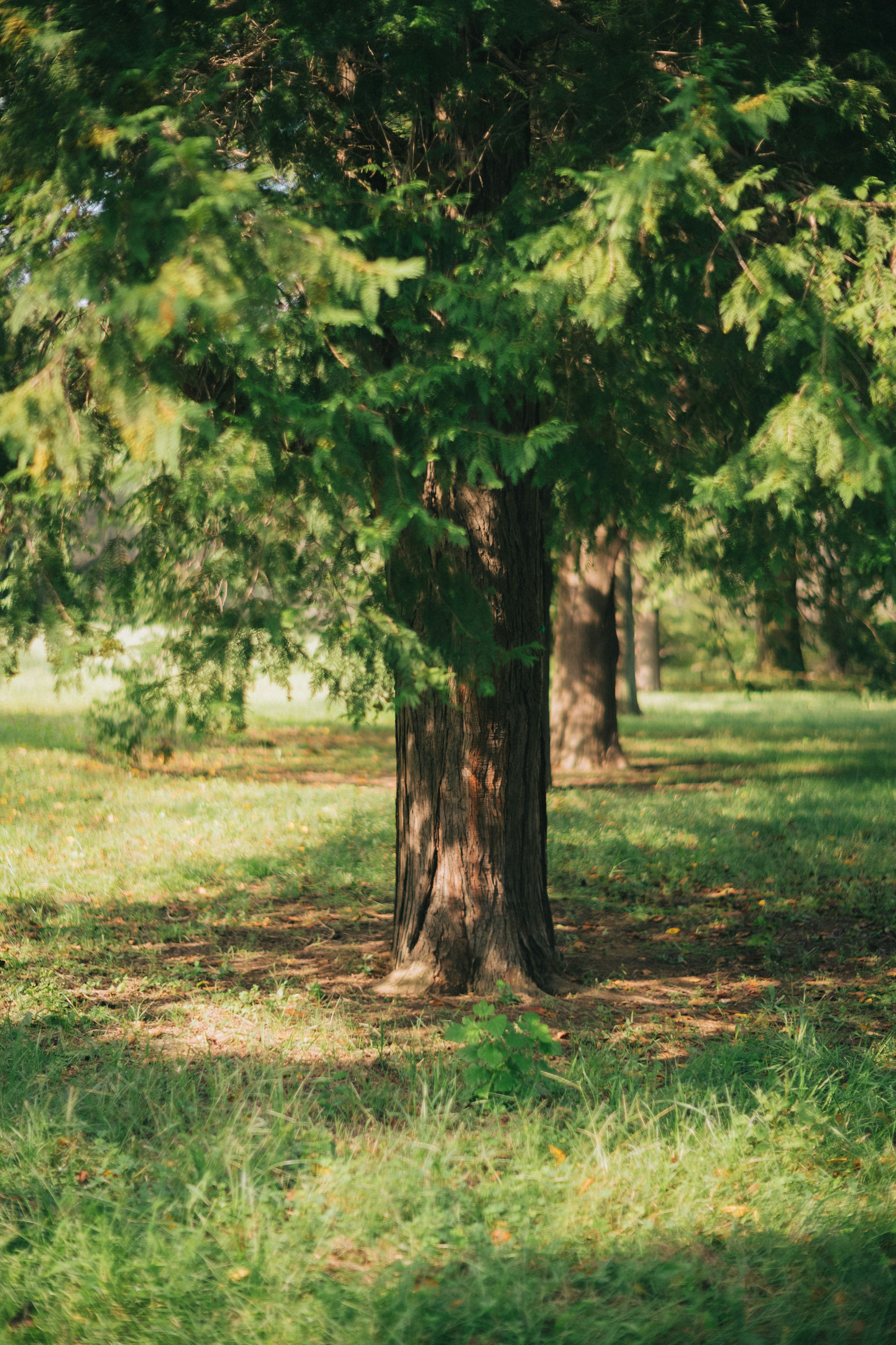 Üppige grüne Bäume in einer ruhigen Parklandschaft