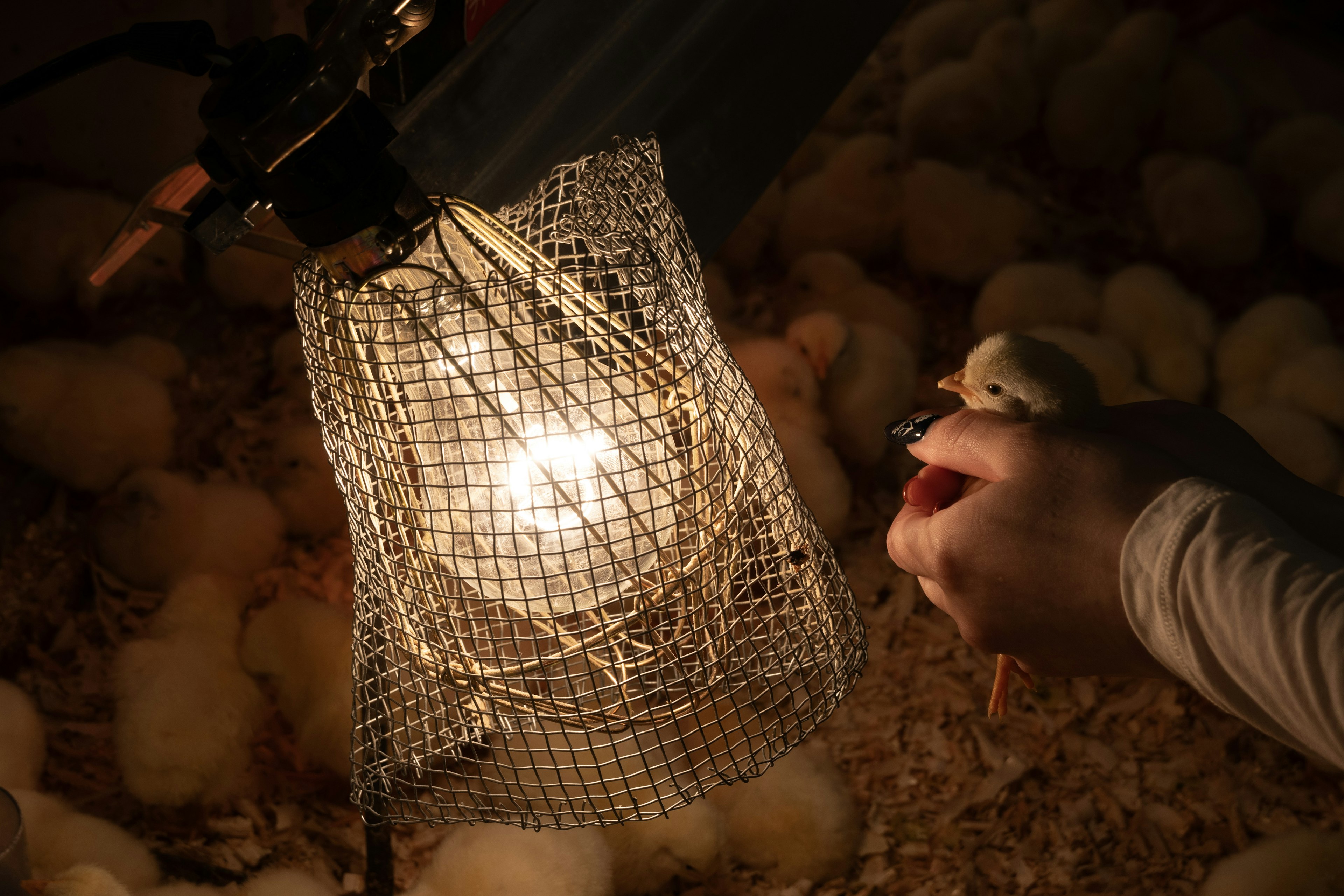 Une main tenant un poussin sous une lumière chaude entourée d'autres poussins