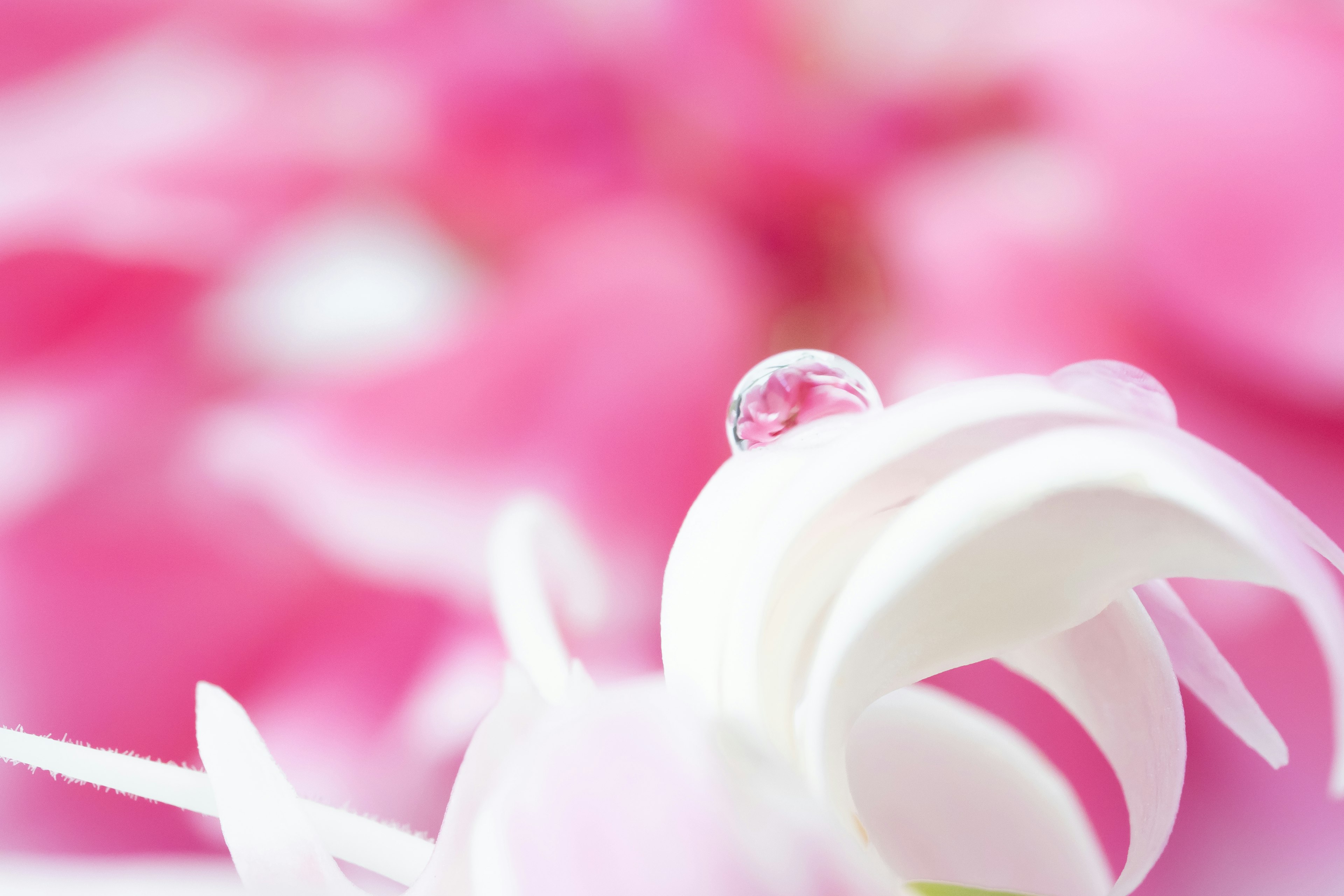 Close-up of white flower petals with a water droplet on a pink background