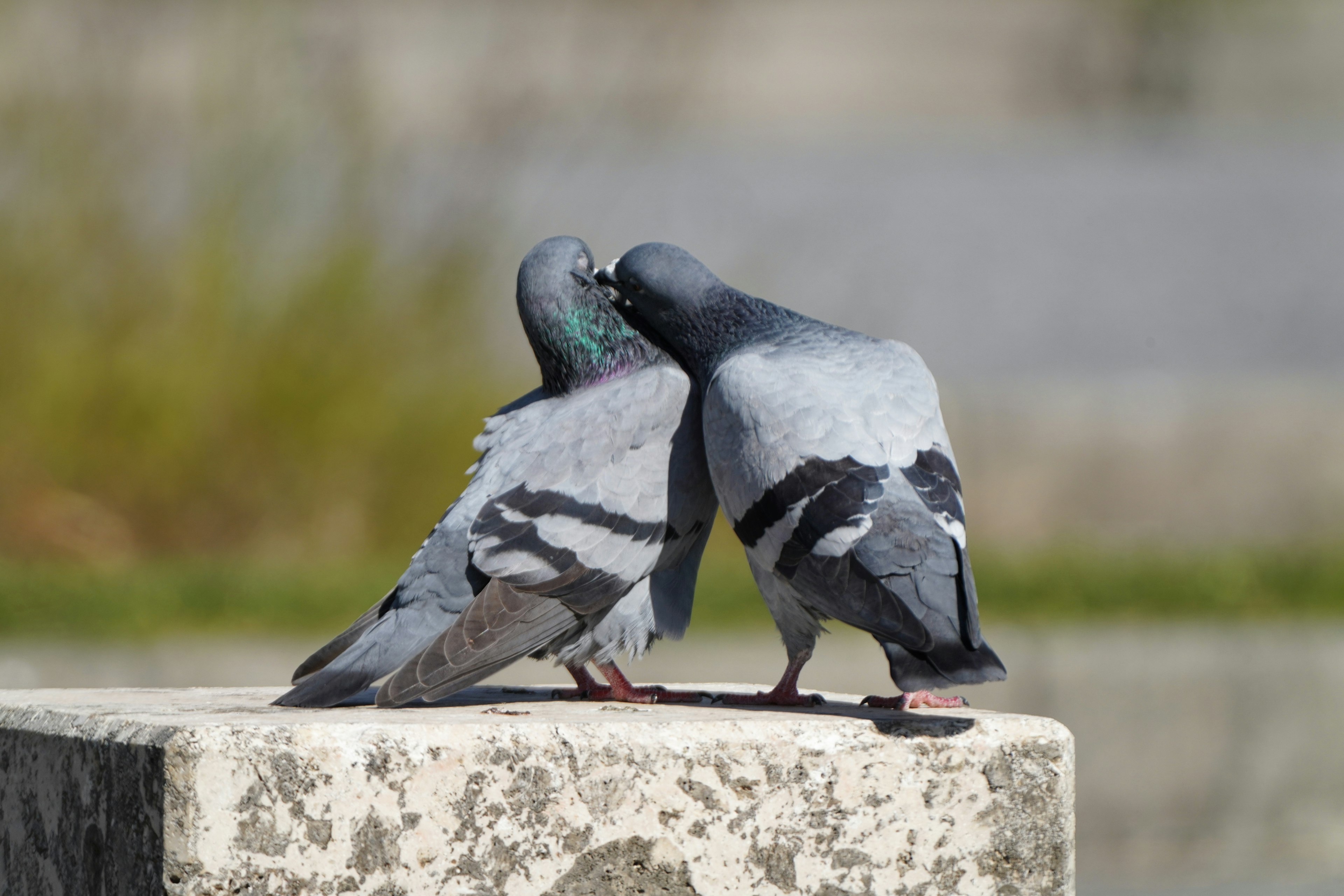 Two pigeons cuddling on a stone