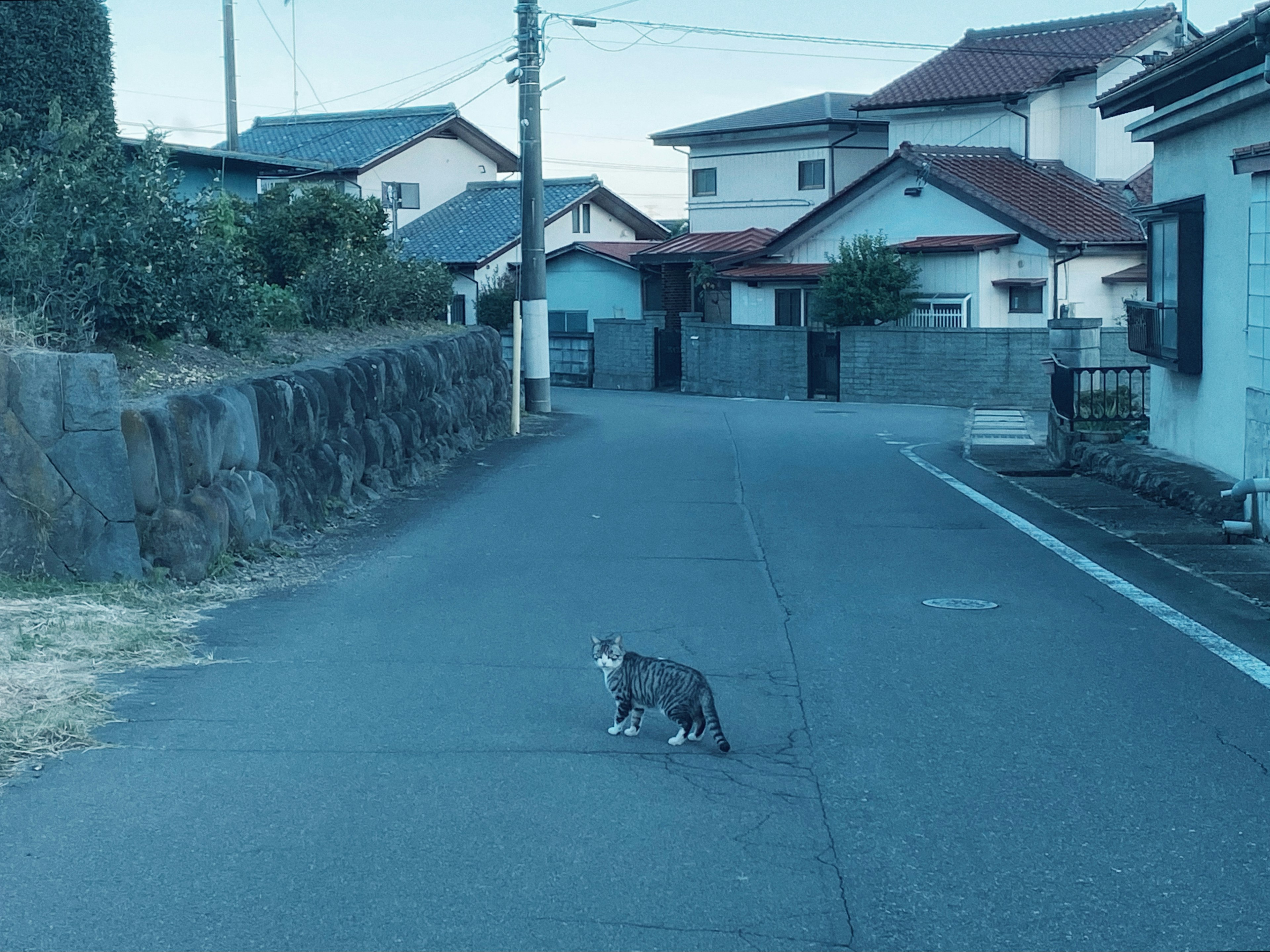 青いトーンの住宅街にいる猫