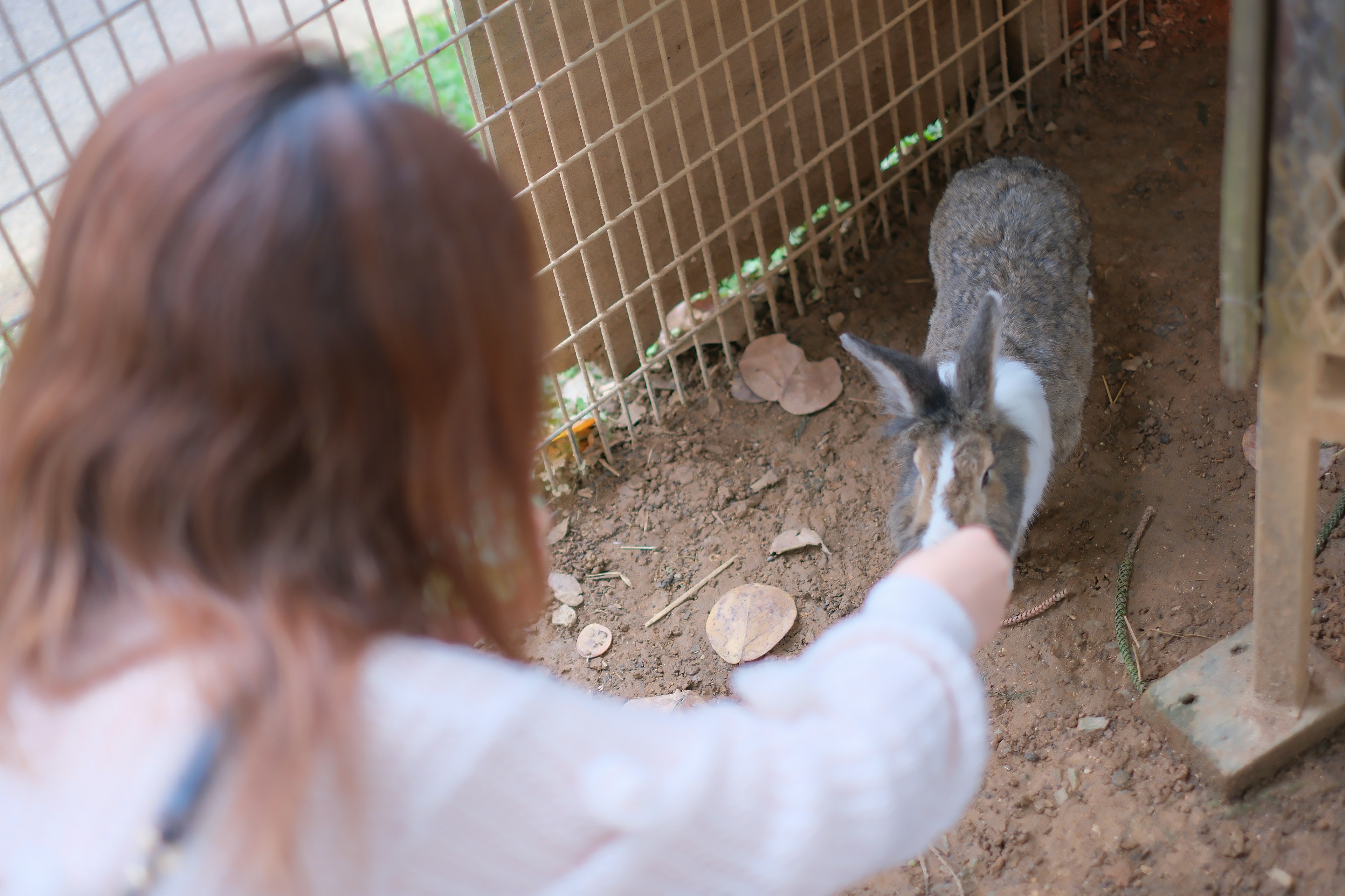 Eine Frau, die sich einem Kaninchen in einem kleinen Gehege nähert, während das Kaninchen sich ihr nähert