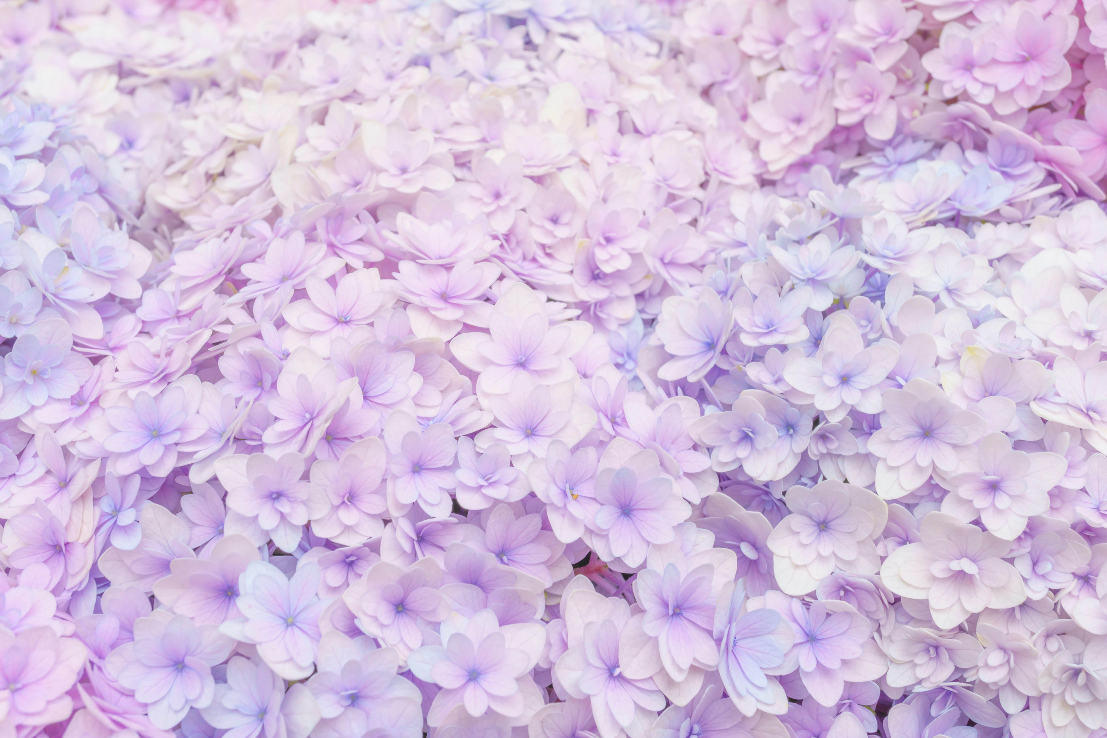 Una hermosa escena de flores moradas pálidas superpuestas