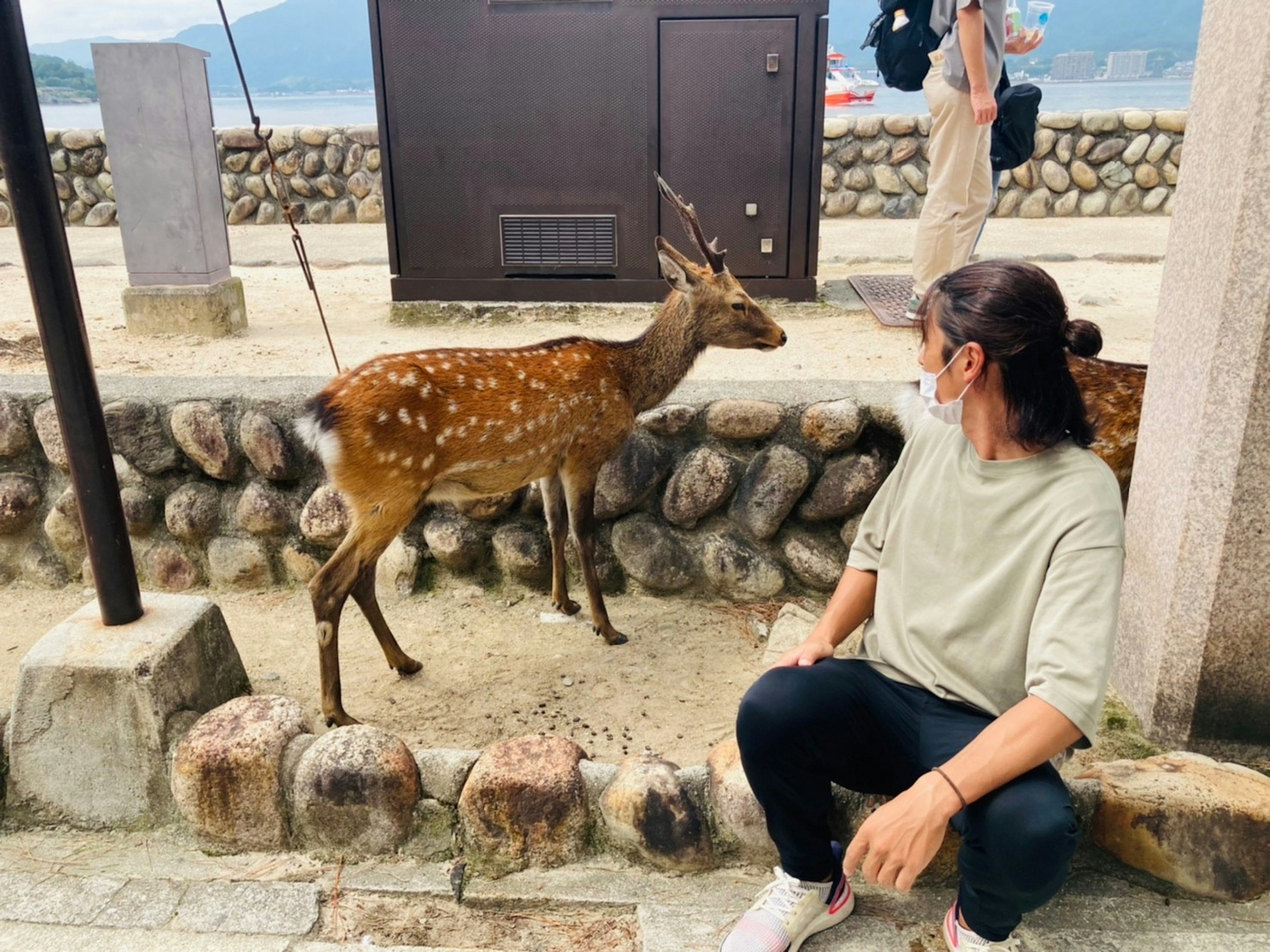 여성이 돌담 옆에 있는 사슴 옆에 앉아 있다