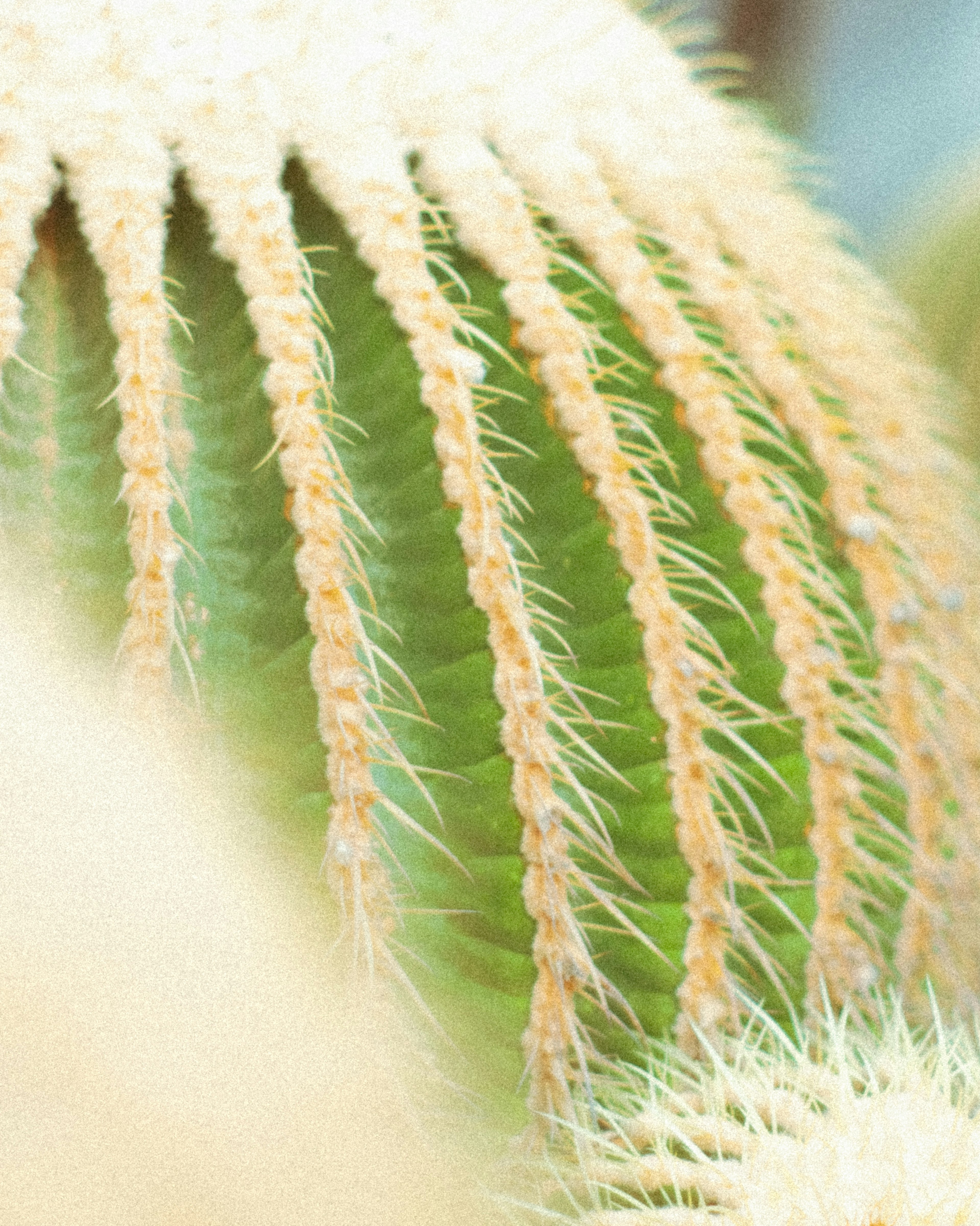 Imagen en primer plano de un cactus verde con espinas amarillas largas