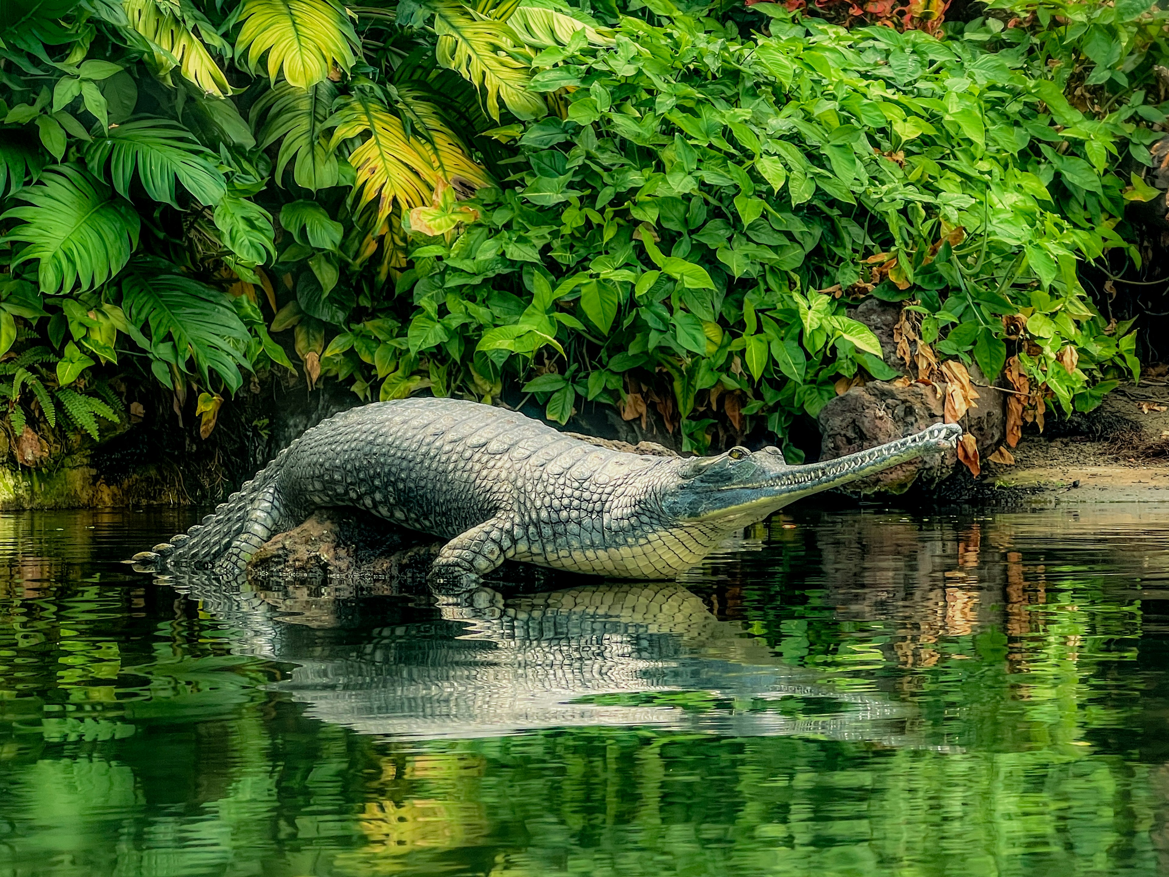 A crocodile-like creature resting near the water surrounded by lush green foliage