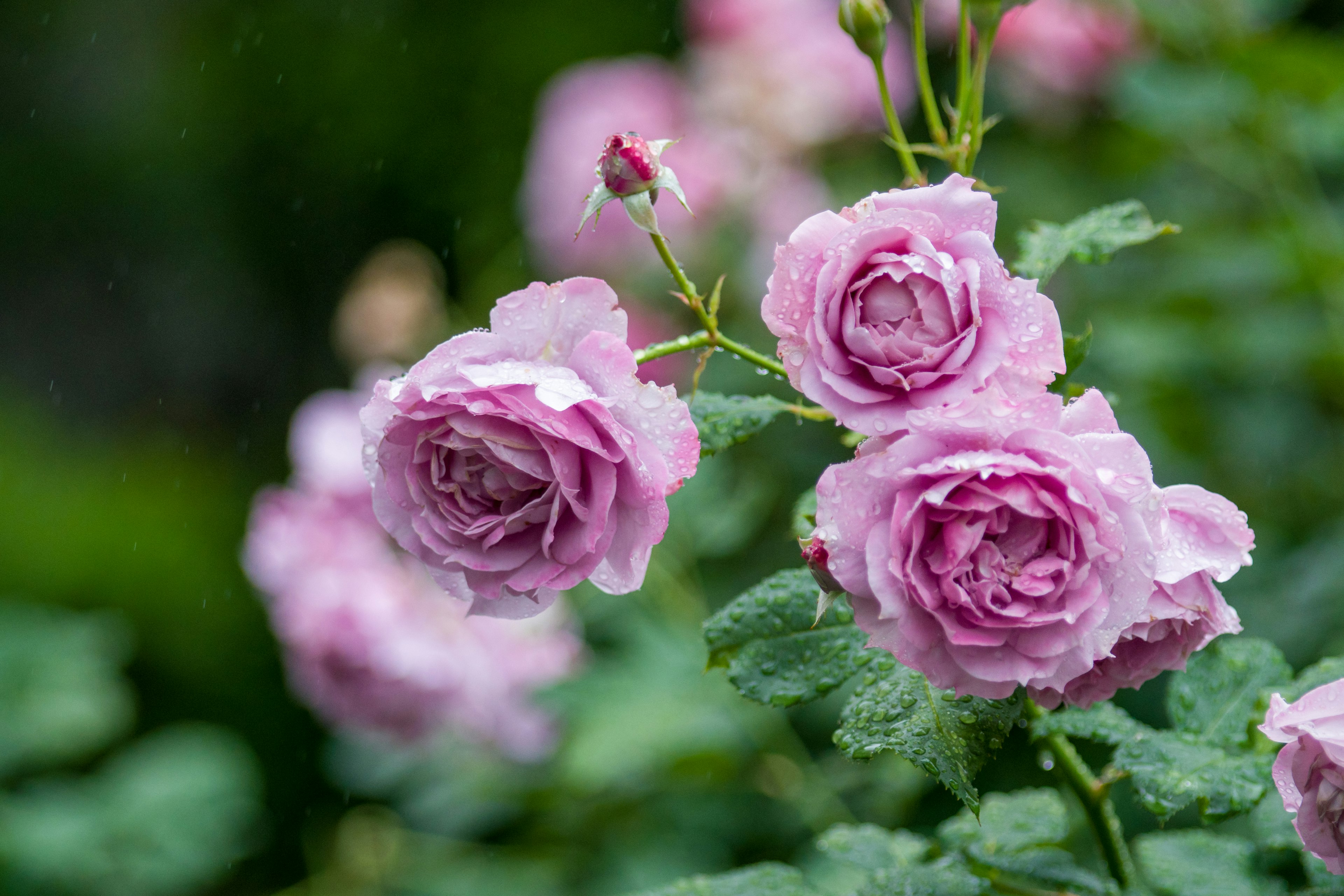 Belle rose viola chiaro che fioriscono in un giardino