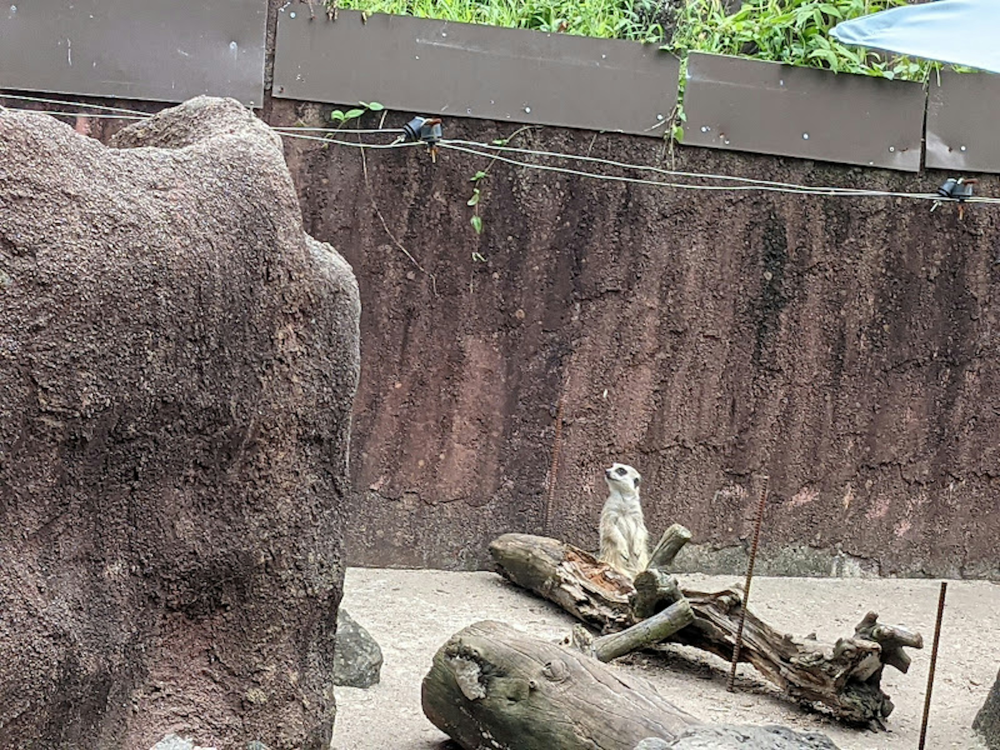 Un suricate assis sur une bûche dans un enclos de zoo