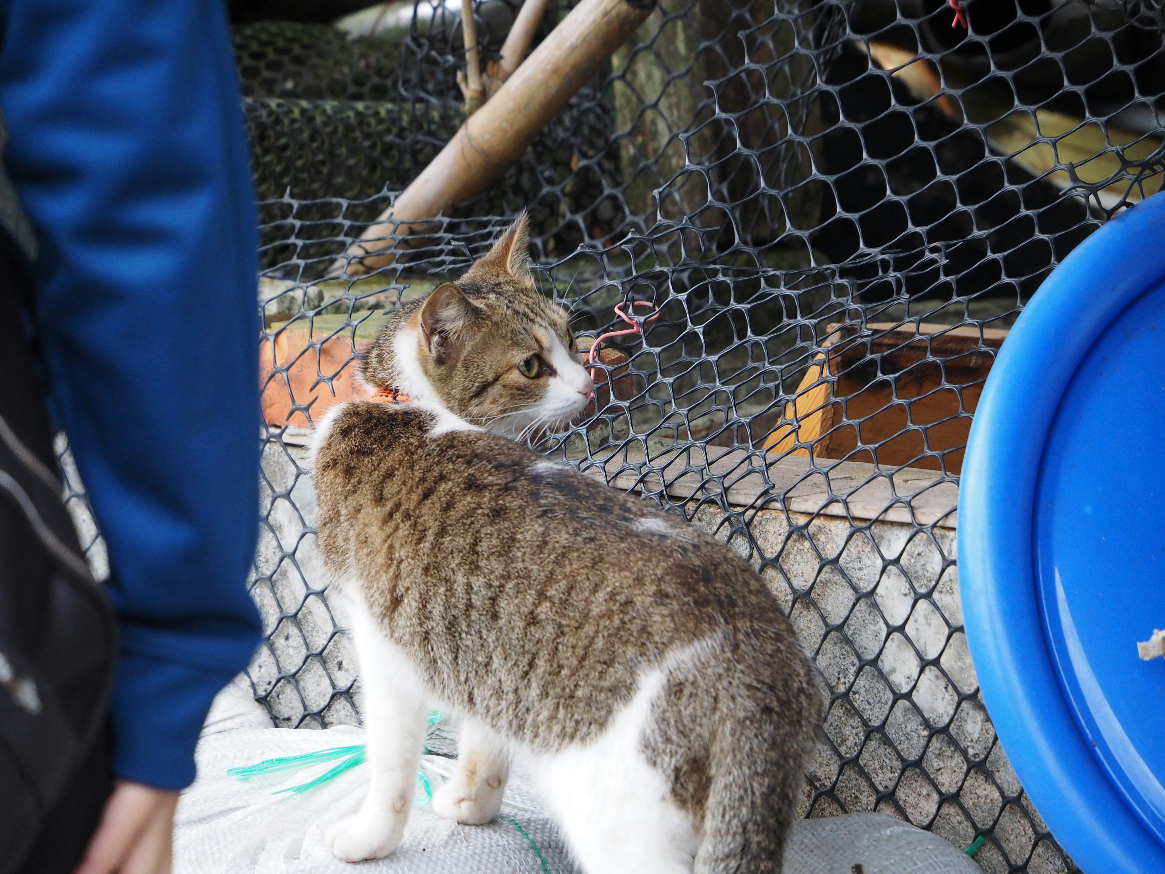 Un gatto che si gira vicino a una rete