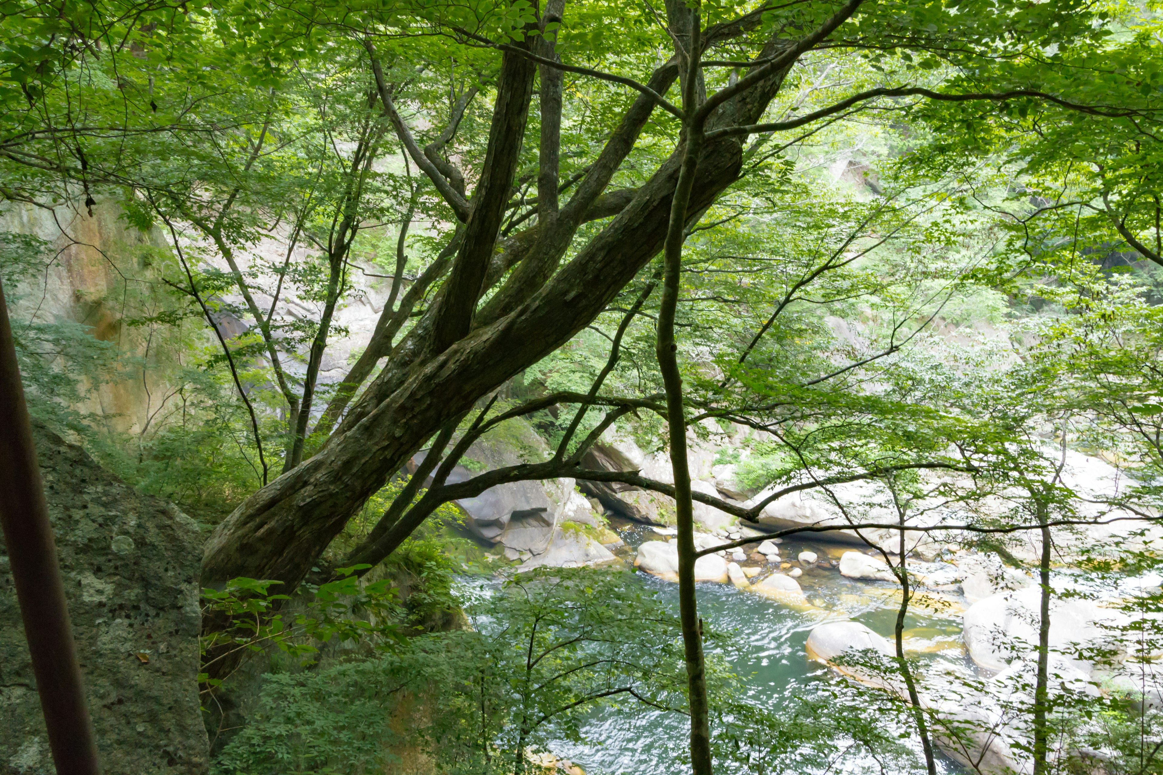 Vue panoramique d'un arbre entouré de feuilles vertes près d'une rivière qui coule