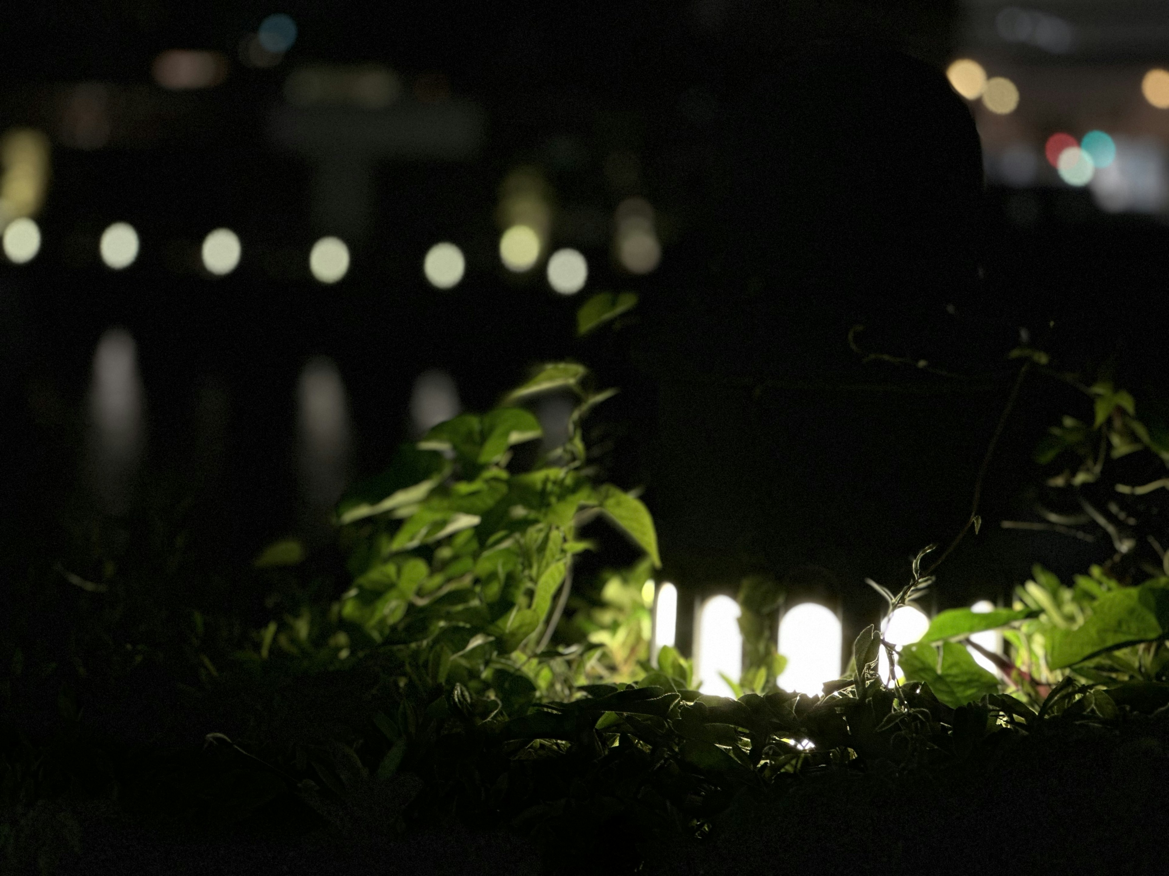 夜晚被绿色植物环绕的发光灯