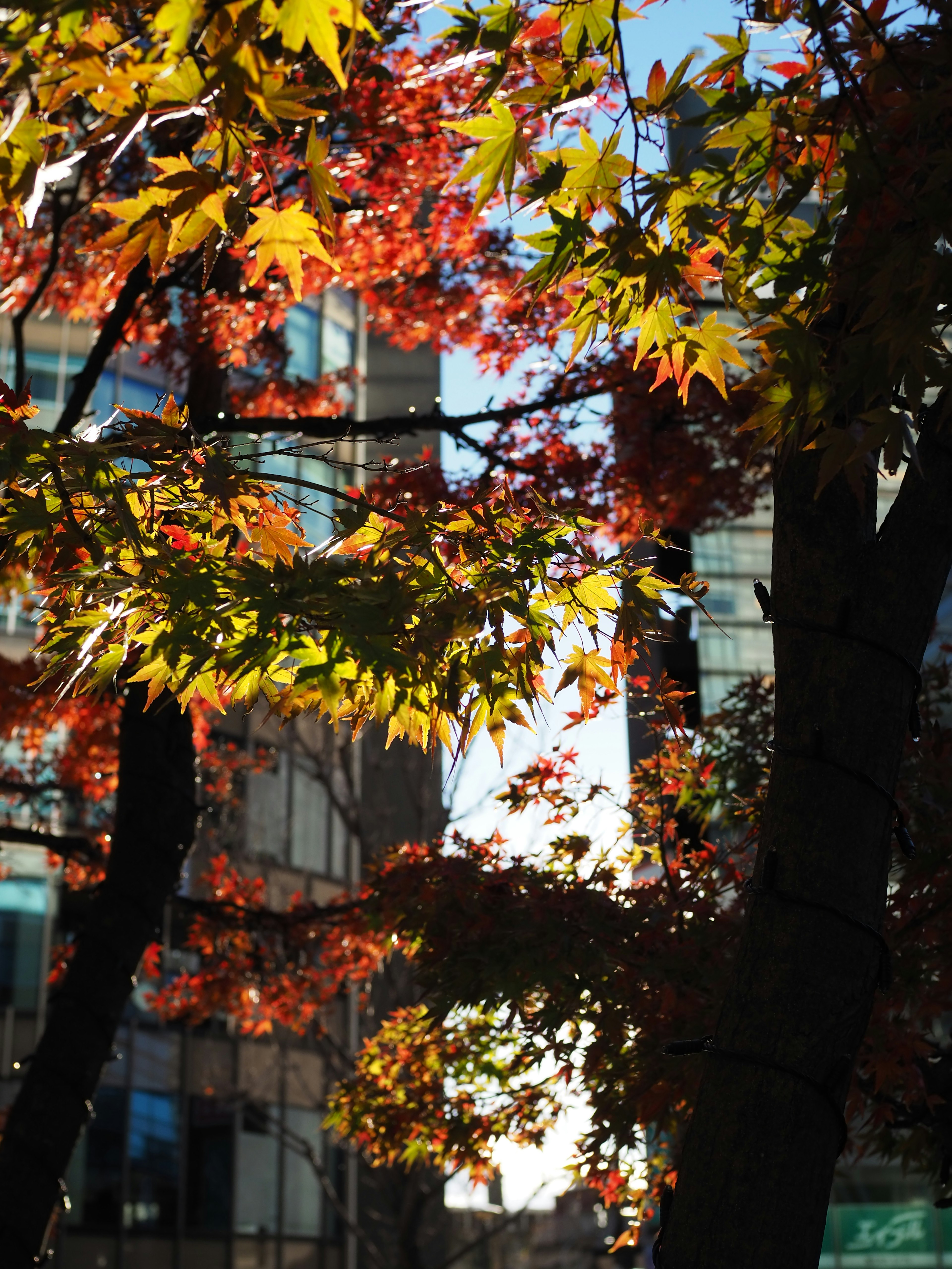 Autumn leaves in vibrant colors against a city backdrop