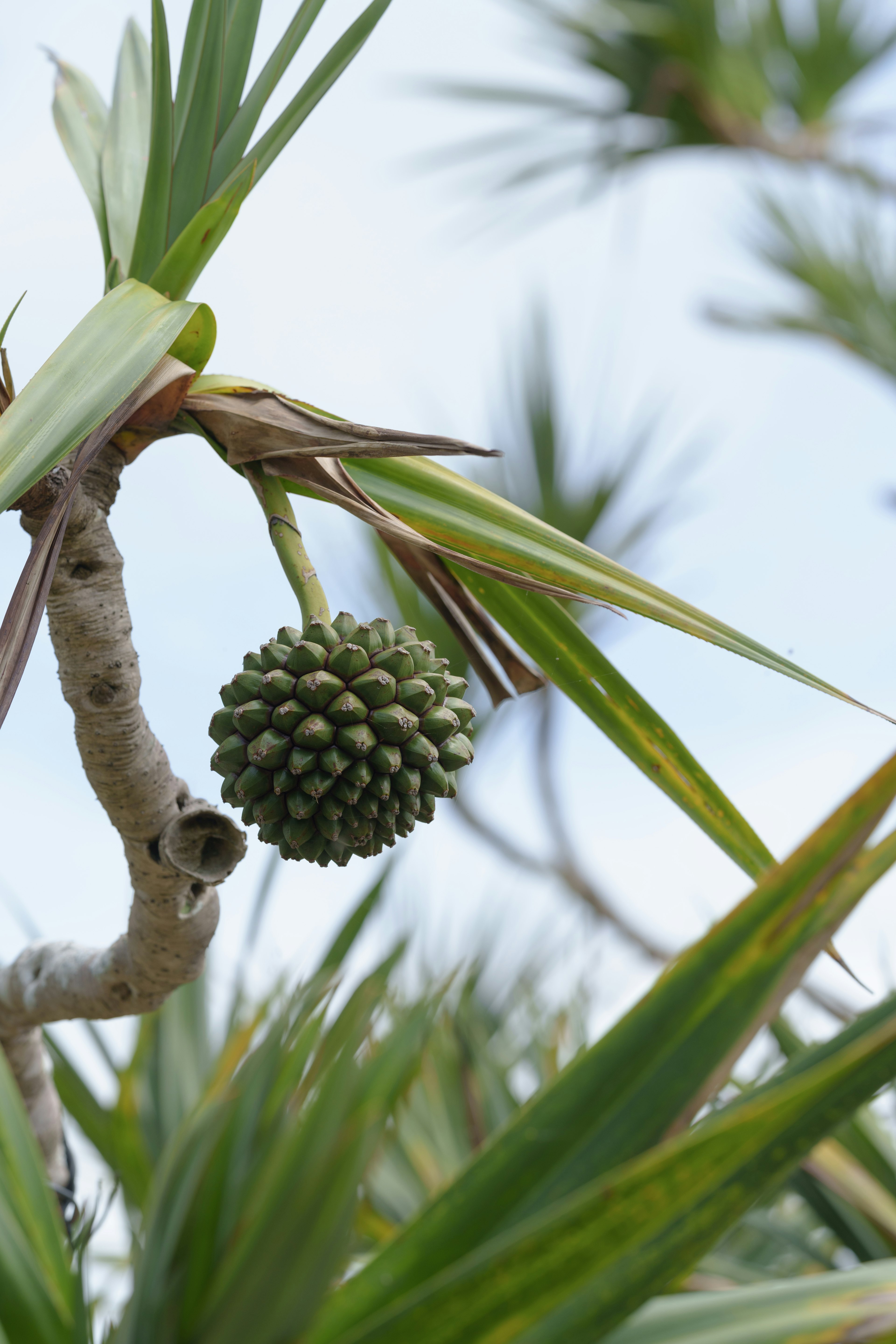 Teil eines Pandanusbaums mit einer grünen Frucht