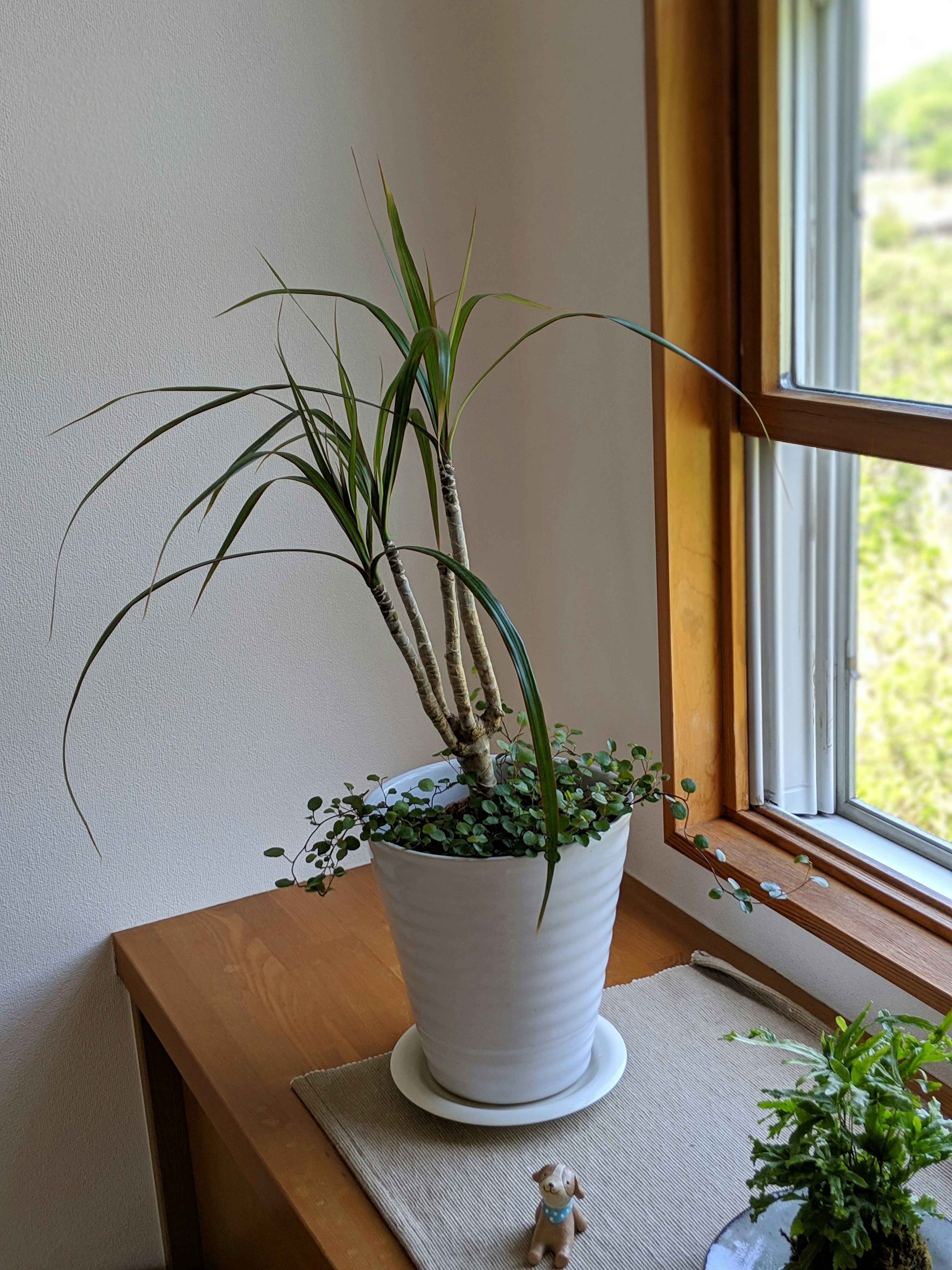 Una planta de interior en una maceta blanca colocada junto a una ventana