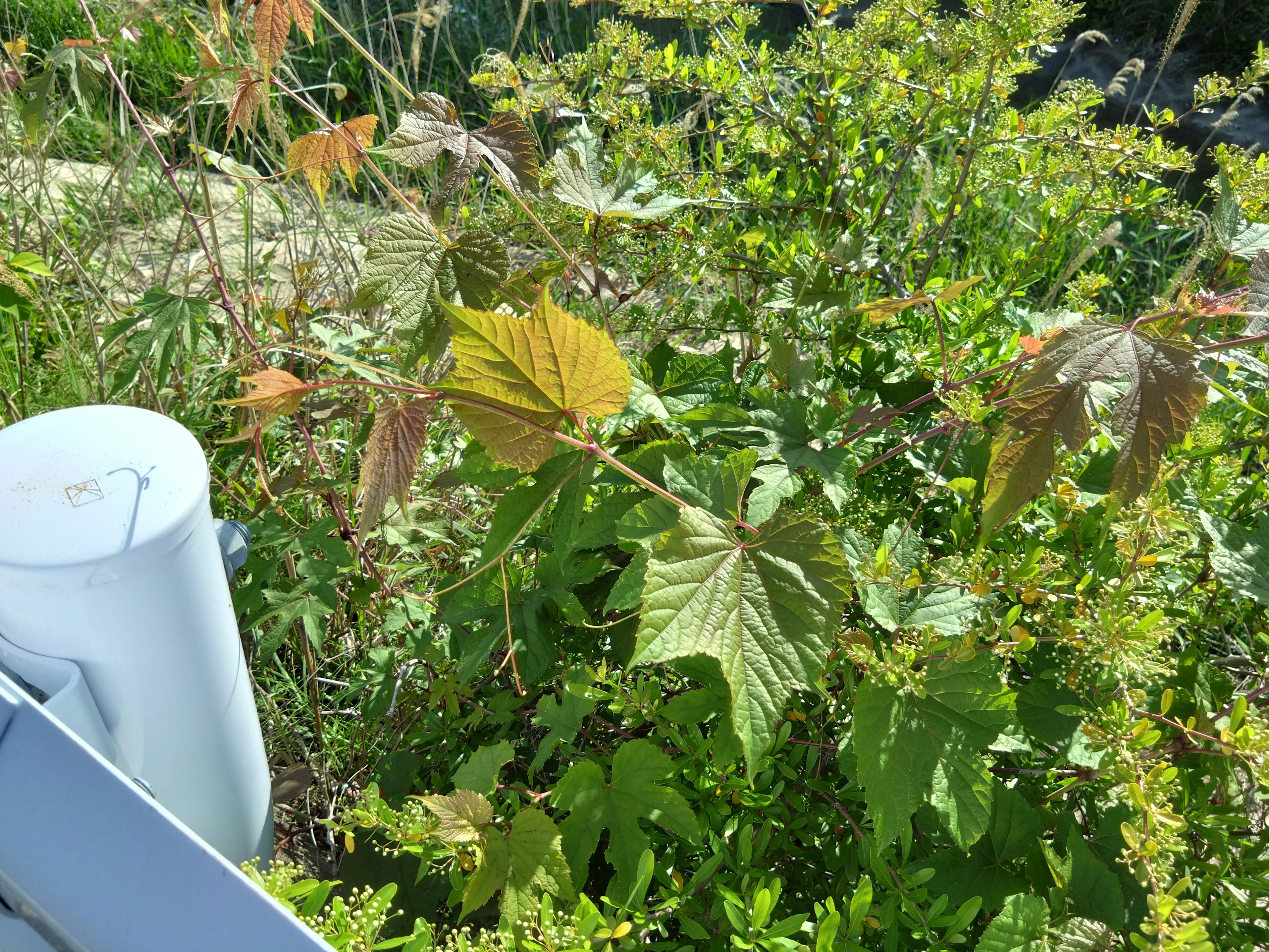 Piante verdi lussureggianti in un giardino con un oggetto cilindrico bianco visibile