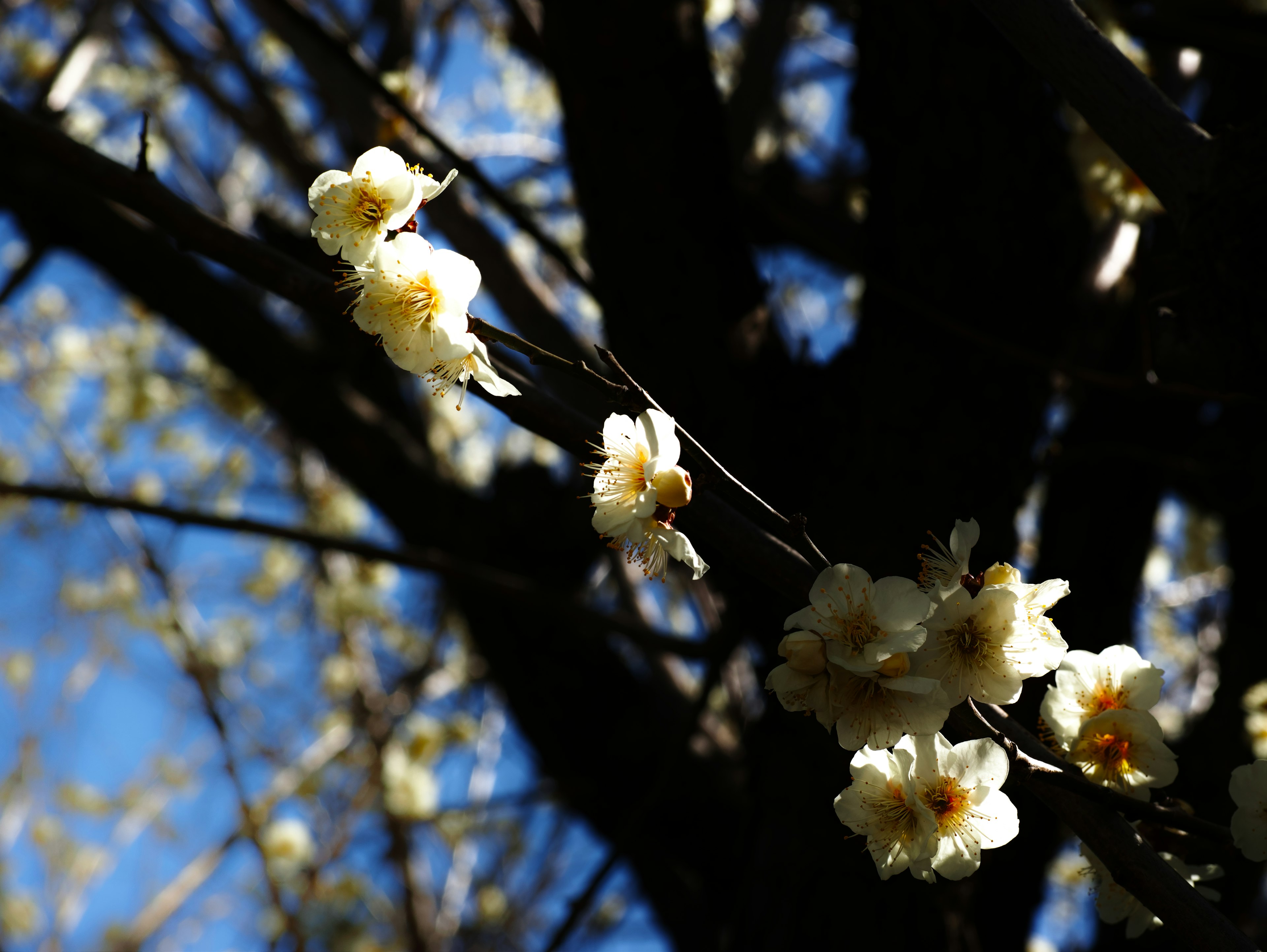 白色花朵在蓝天背景下的特写