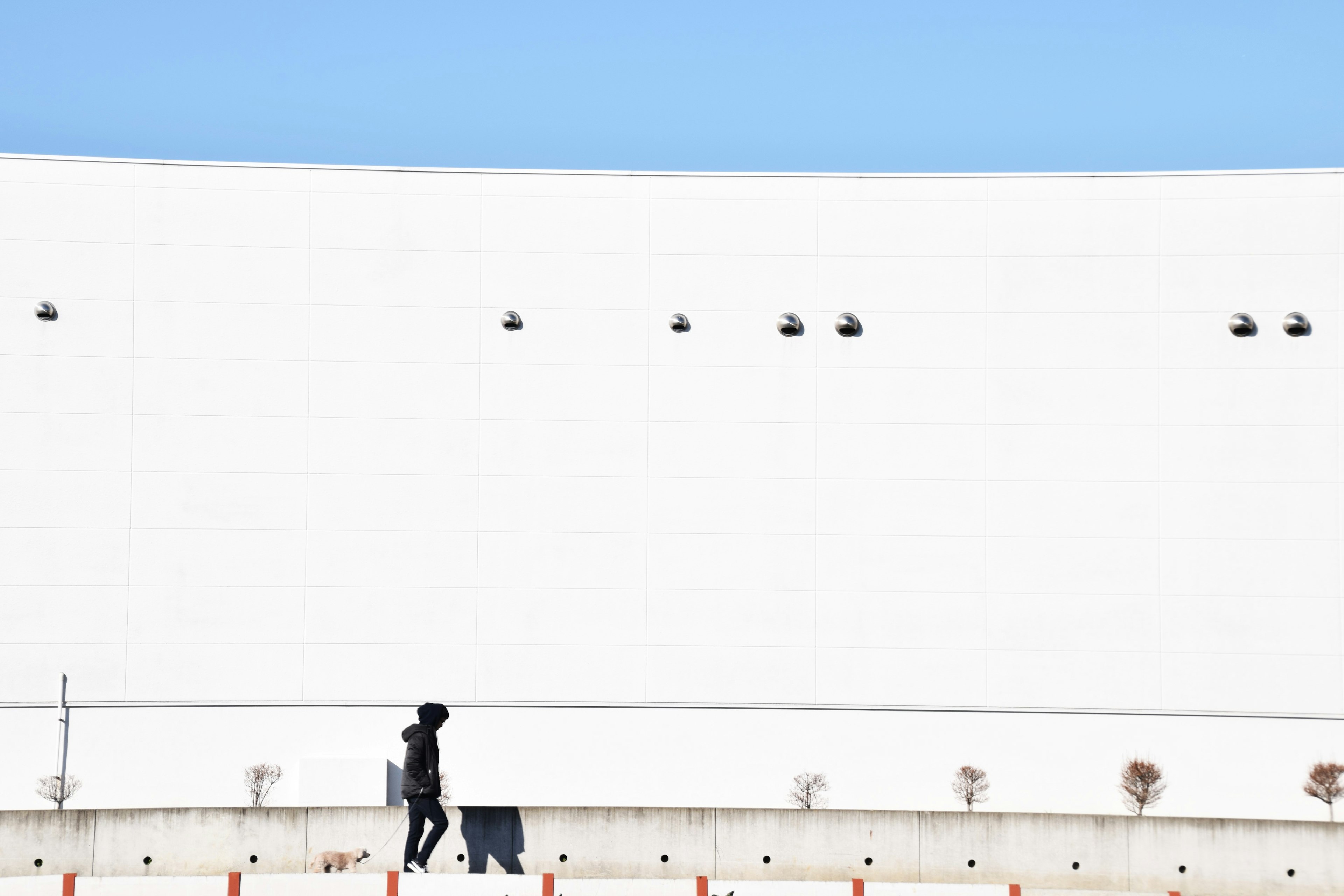 A person walking a dog against a stark white backdrop