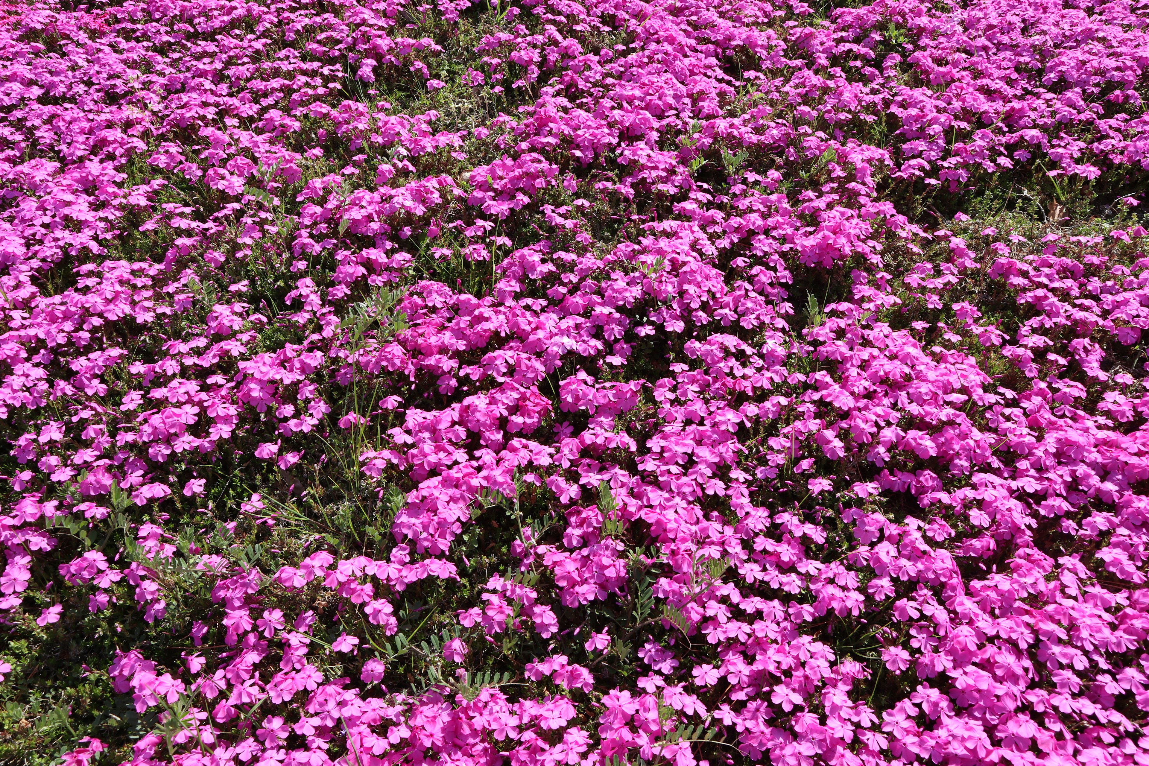 Flores rosas vibrantes cubriendo el suelo