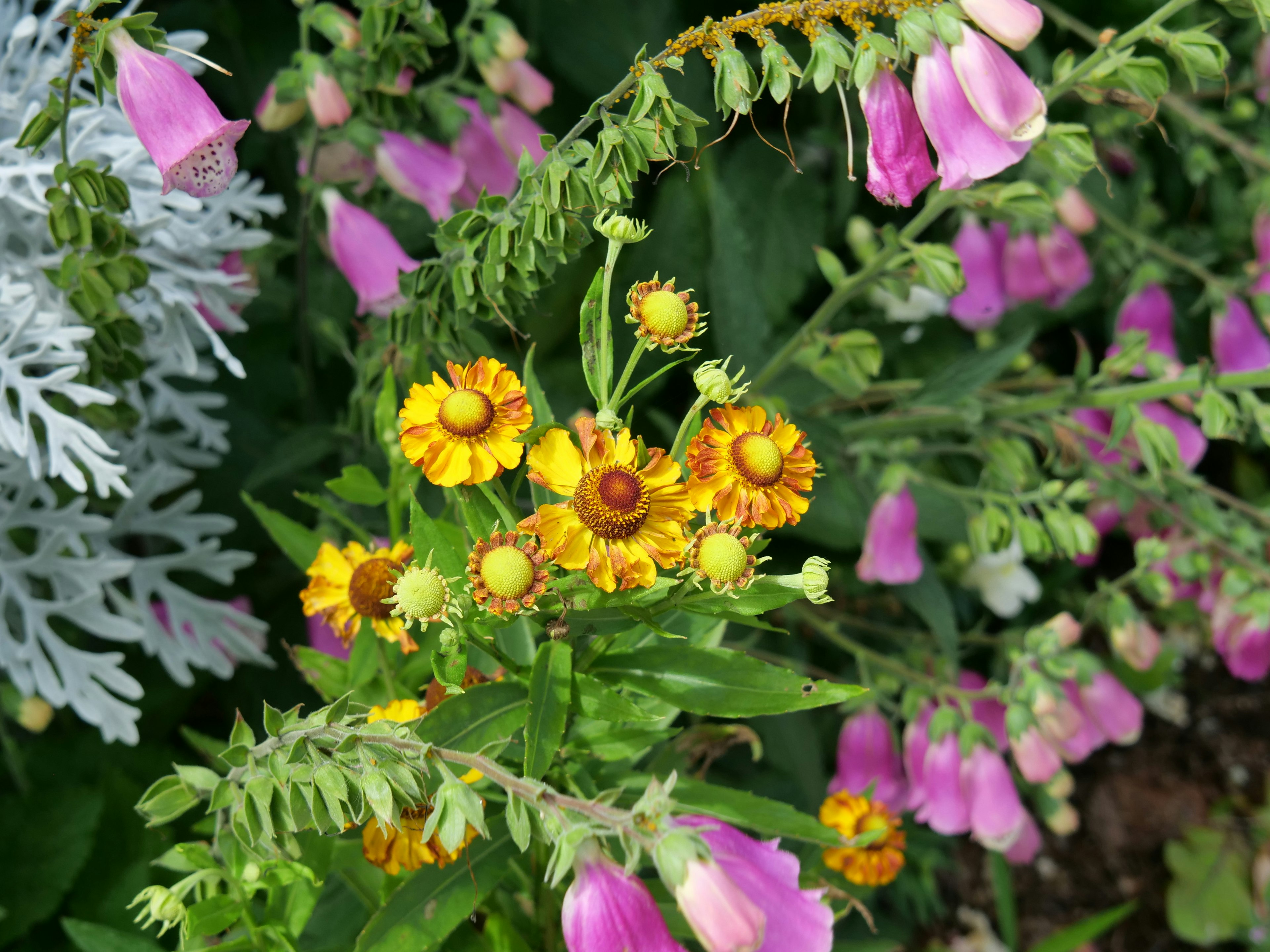 Una scena di giardino vibrante con gruppi di fiori gialli e rosa circondati da fogliame verde lussureggiante