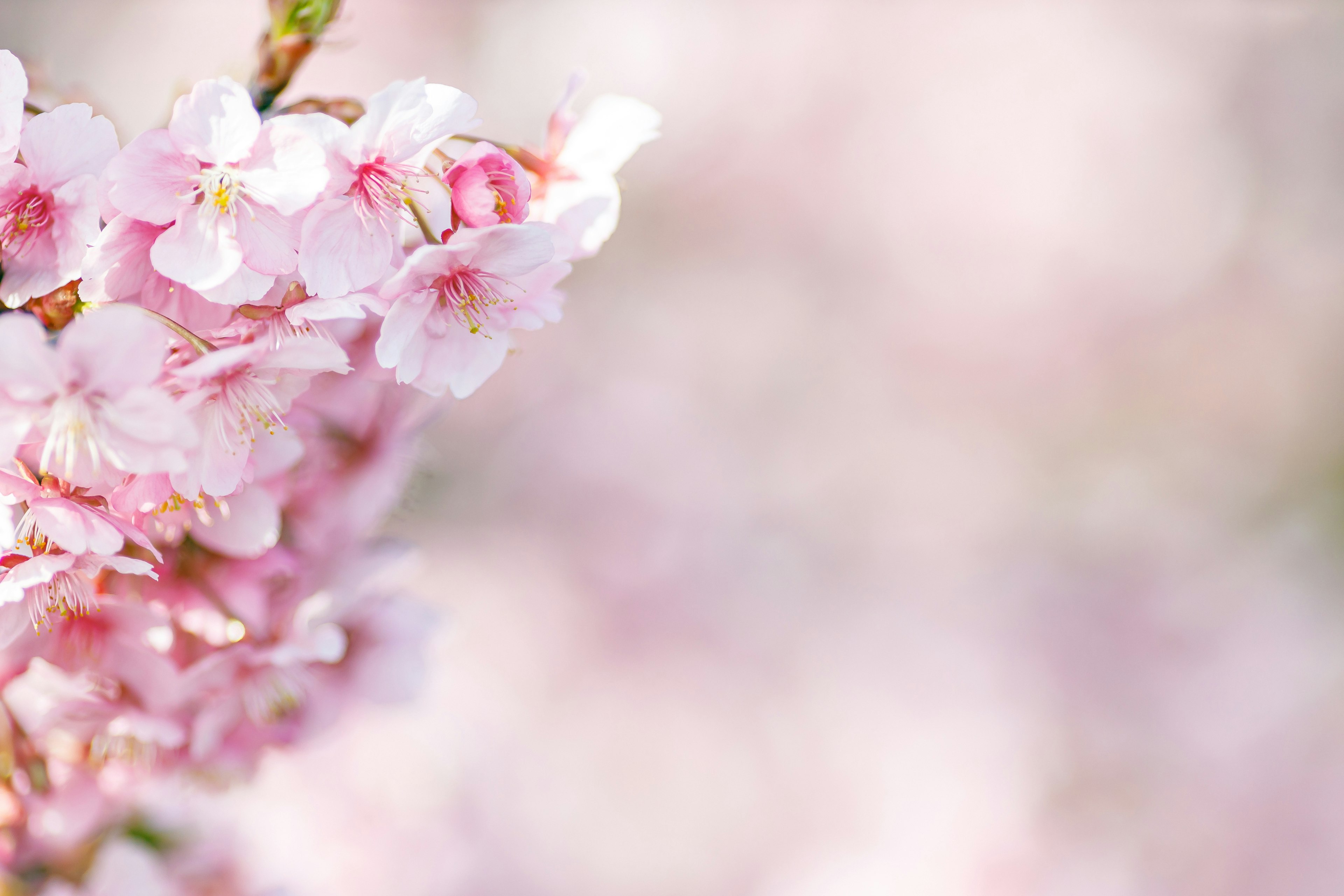 Flores de cerezo rosas suaves con un fondo borroso