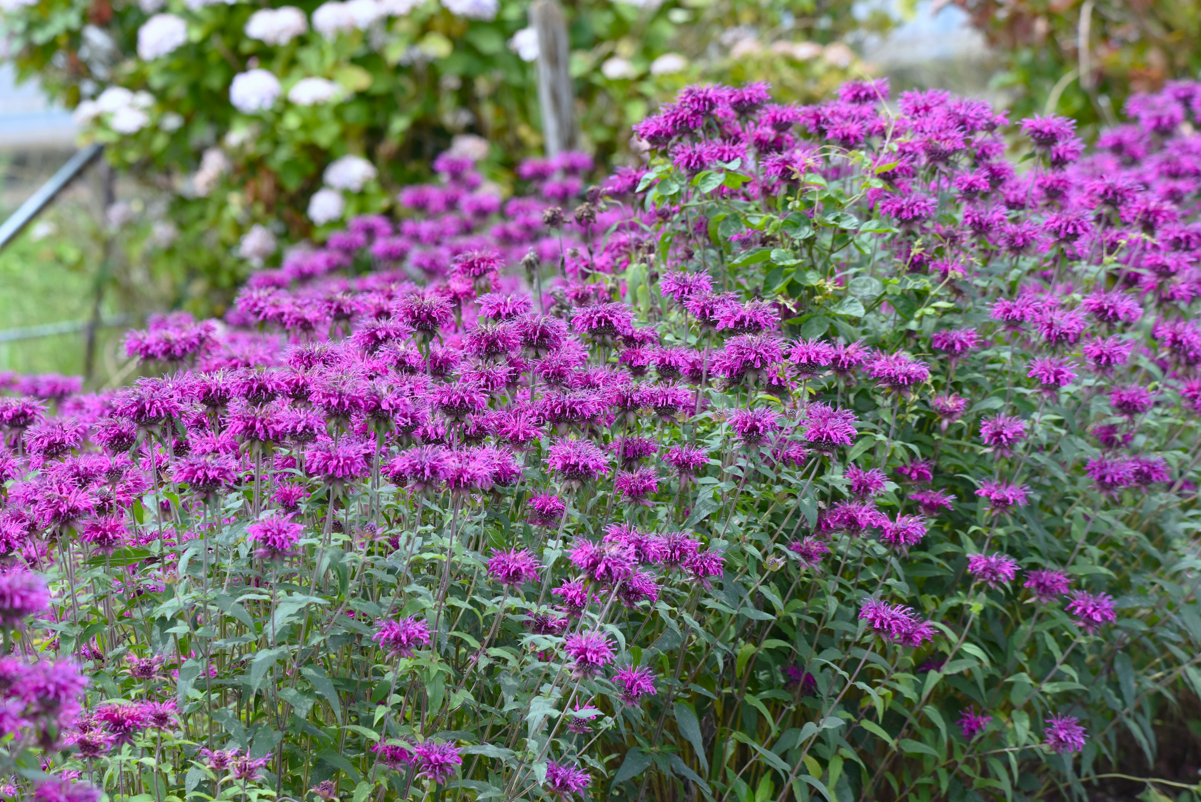 Un giardino vibrante pieno di fiori viola in fiore