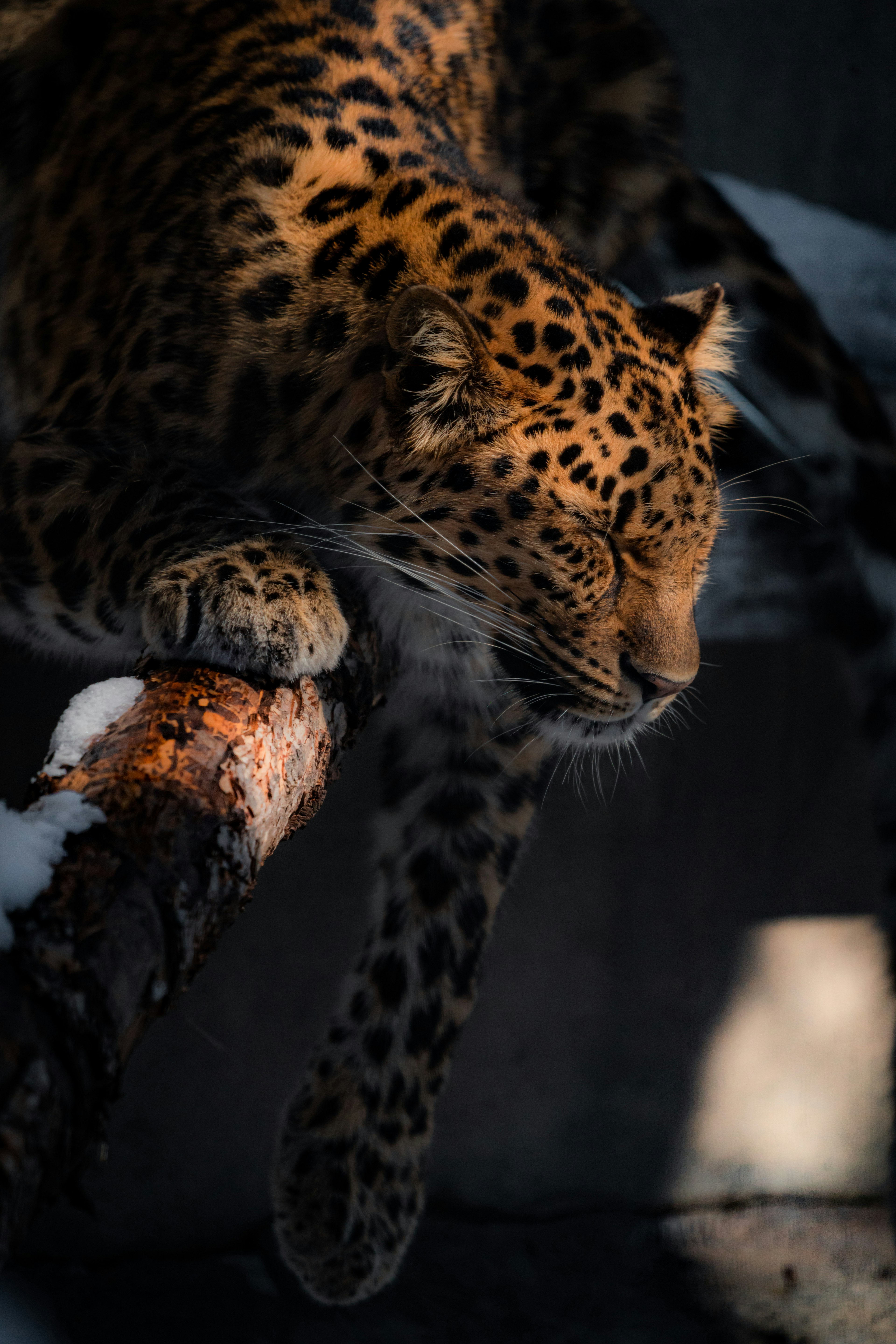 Gros plan d'un léopard reposant sur une branche d'arbre les yeux fermés