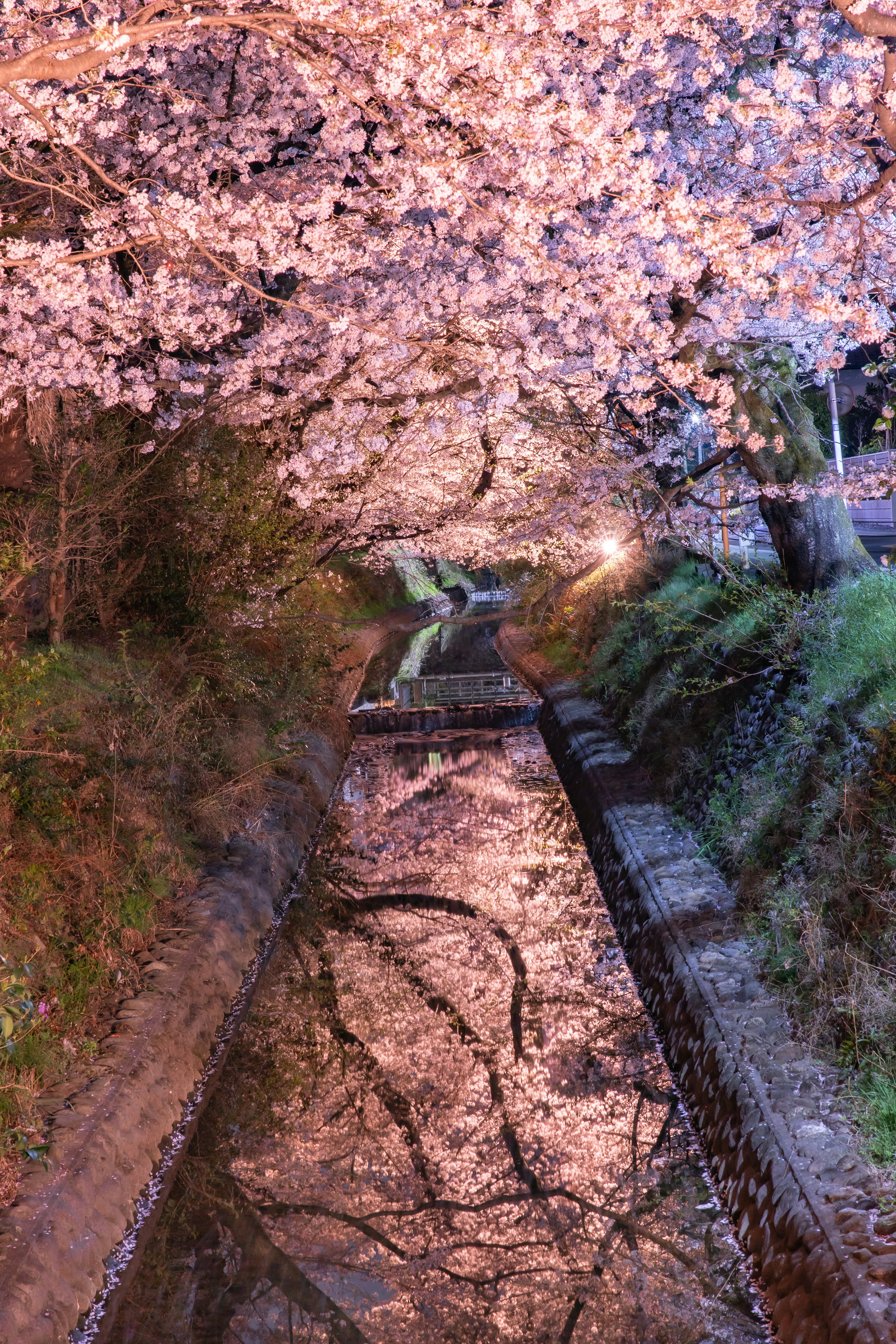 Pohon sakura yang berbunga melengkung di atas saluran air tenang