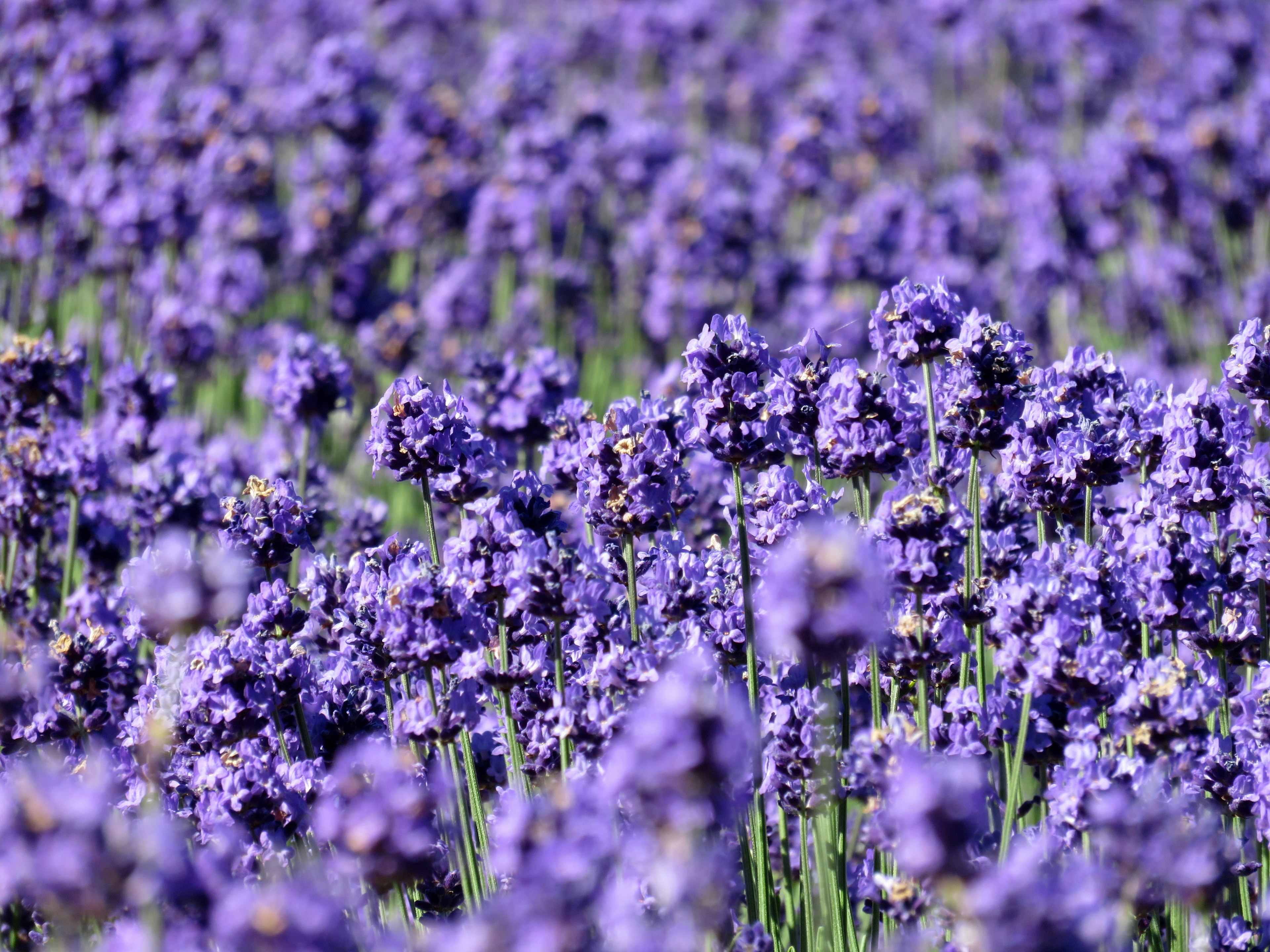 A vibrant field of purple lavender flowers in full bloom