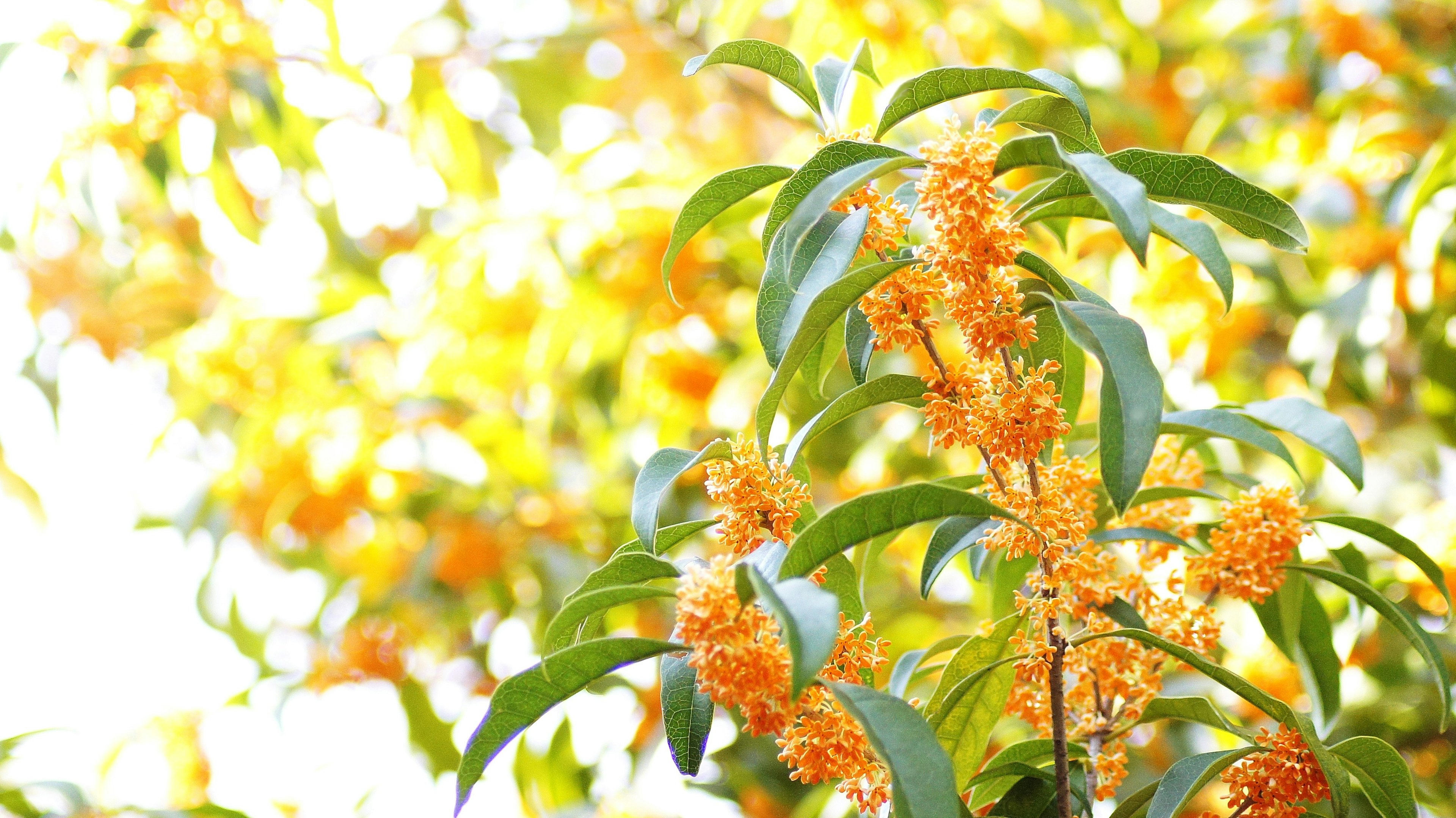 Plante avec des fleurs orange et des feuilles vertes sur un fond lumineux