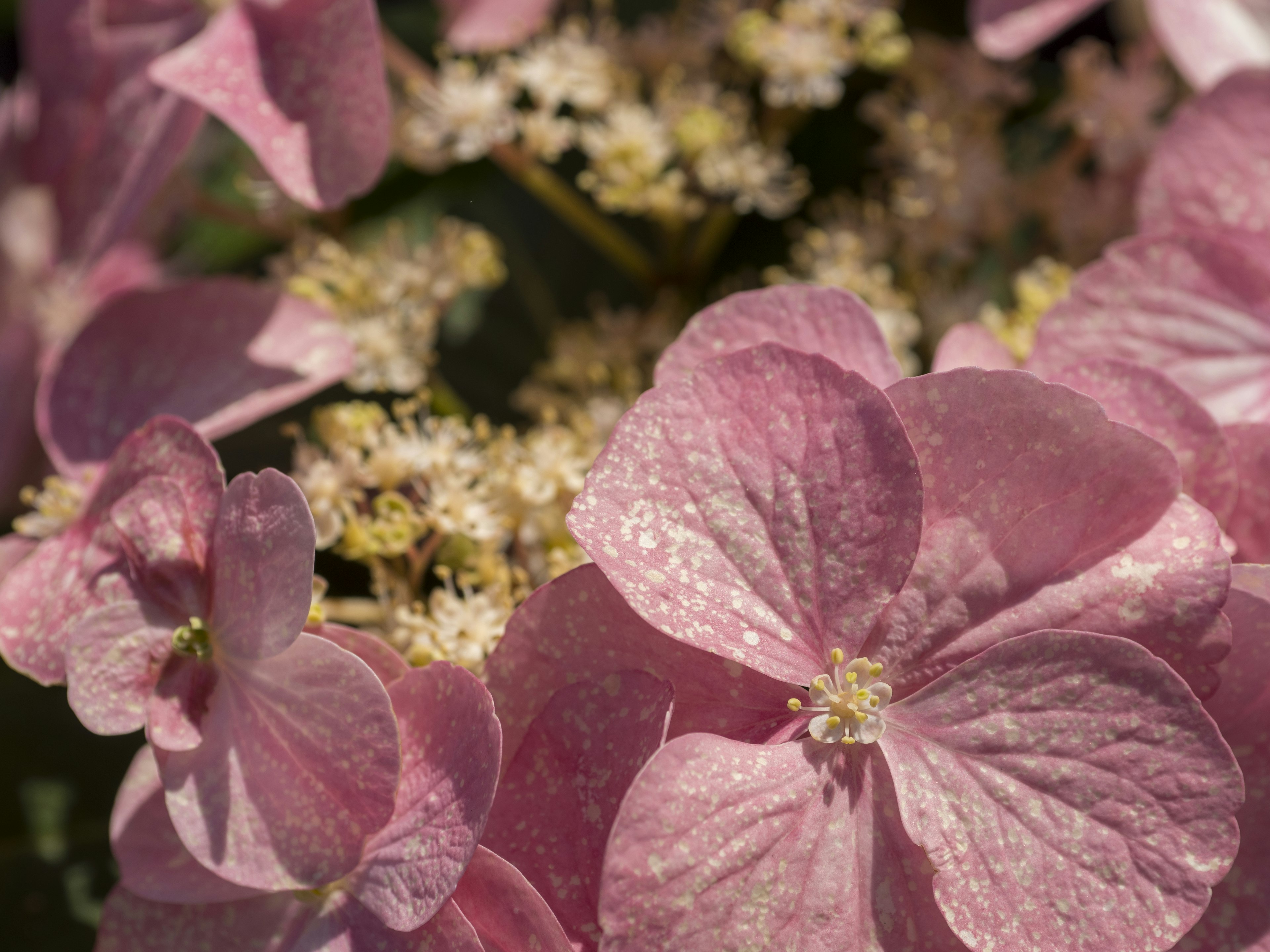 Primo piano di fiori di ortensia con petali rosa chiaro e piccoli fiori bianchi