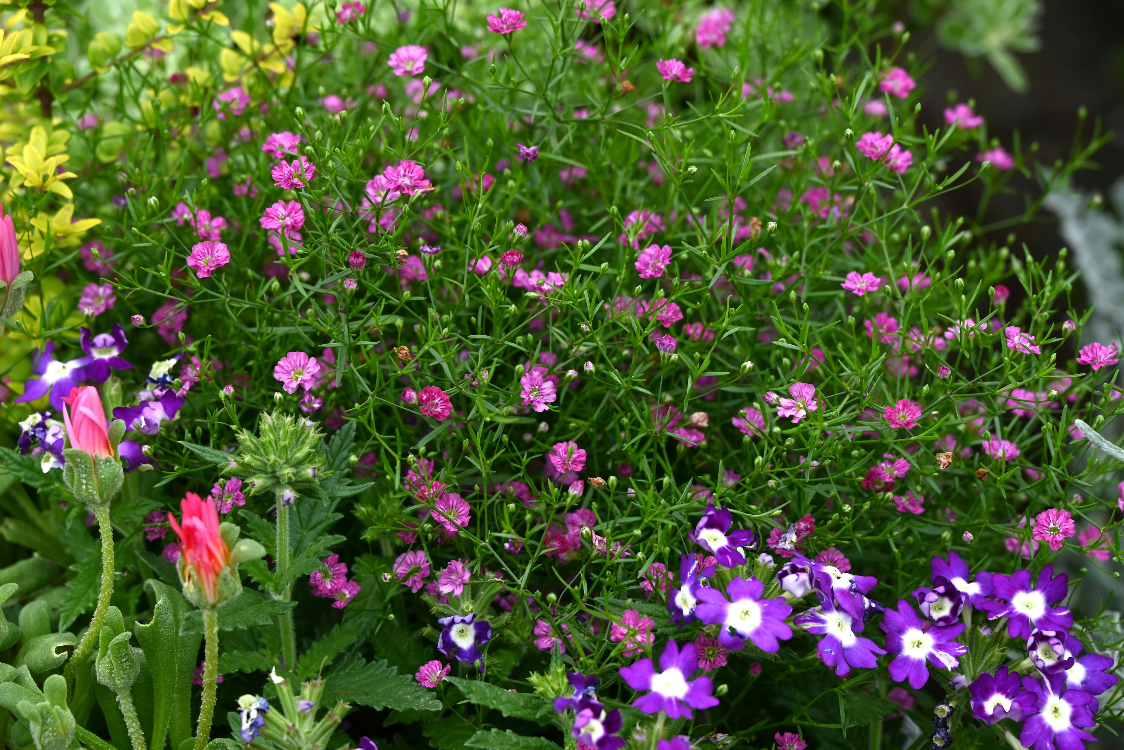 Nahaufnahme von lebhaften Blumen in einem üppigen Garten