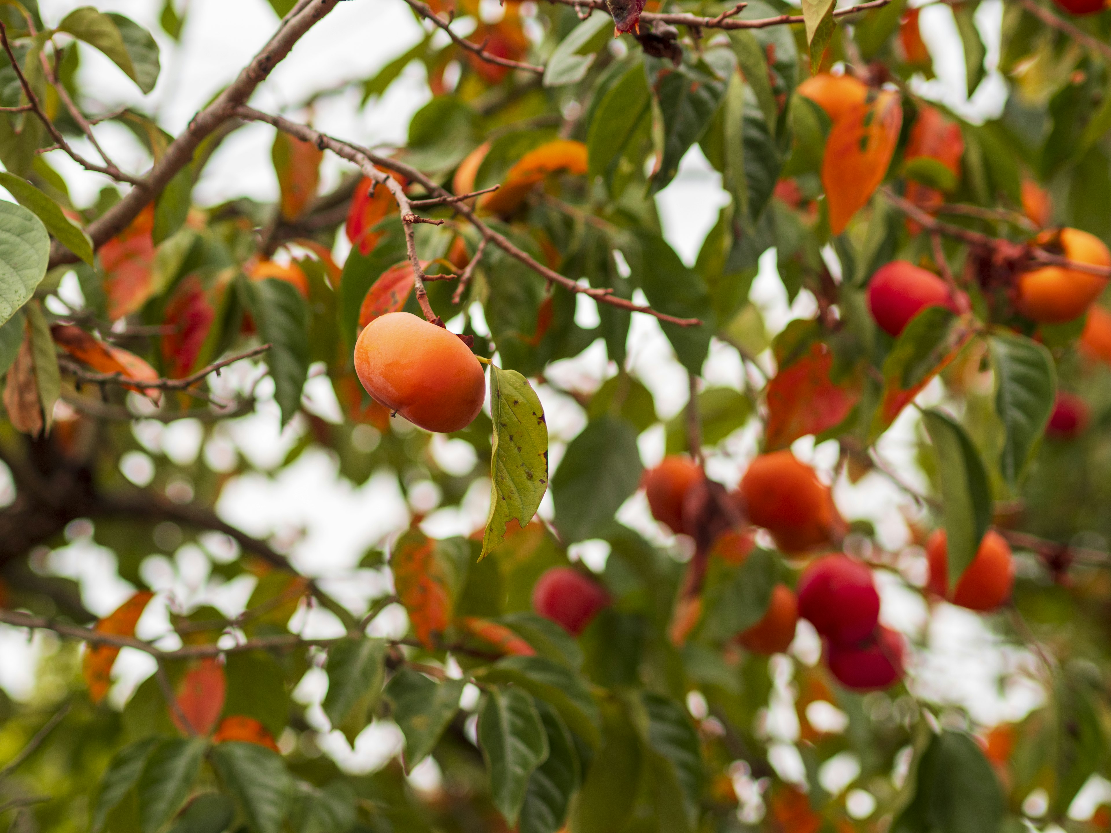 Cabang pohon dengan buah oranye dan merah yang cerah