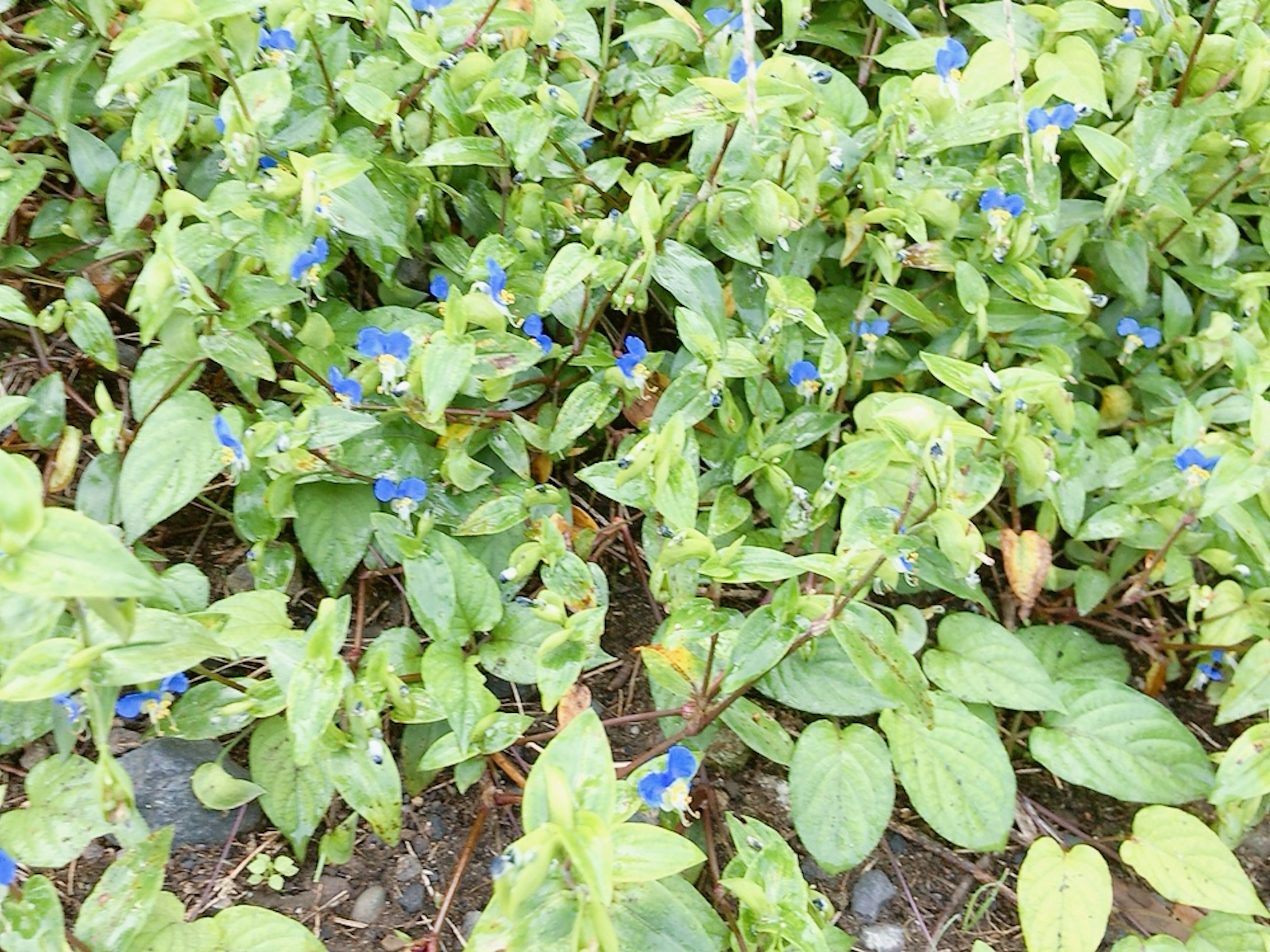 Sekelompok tanaman hijau dengan bunga biru kecil