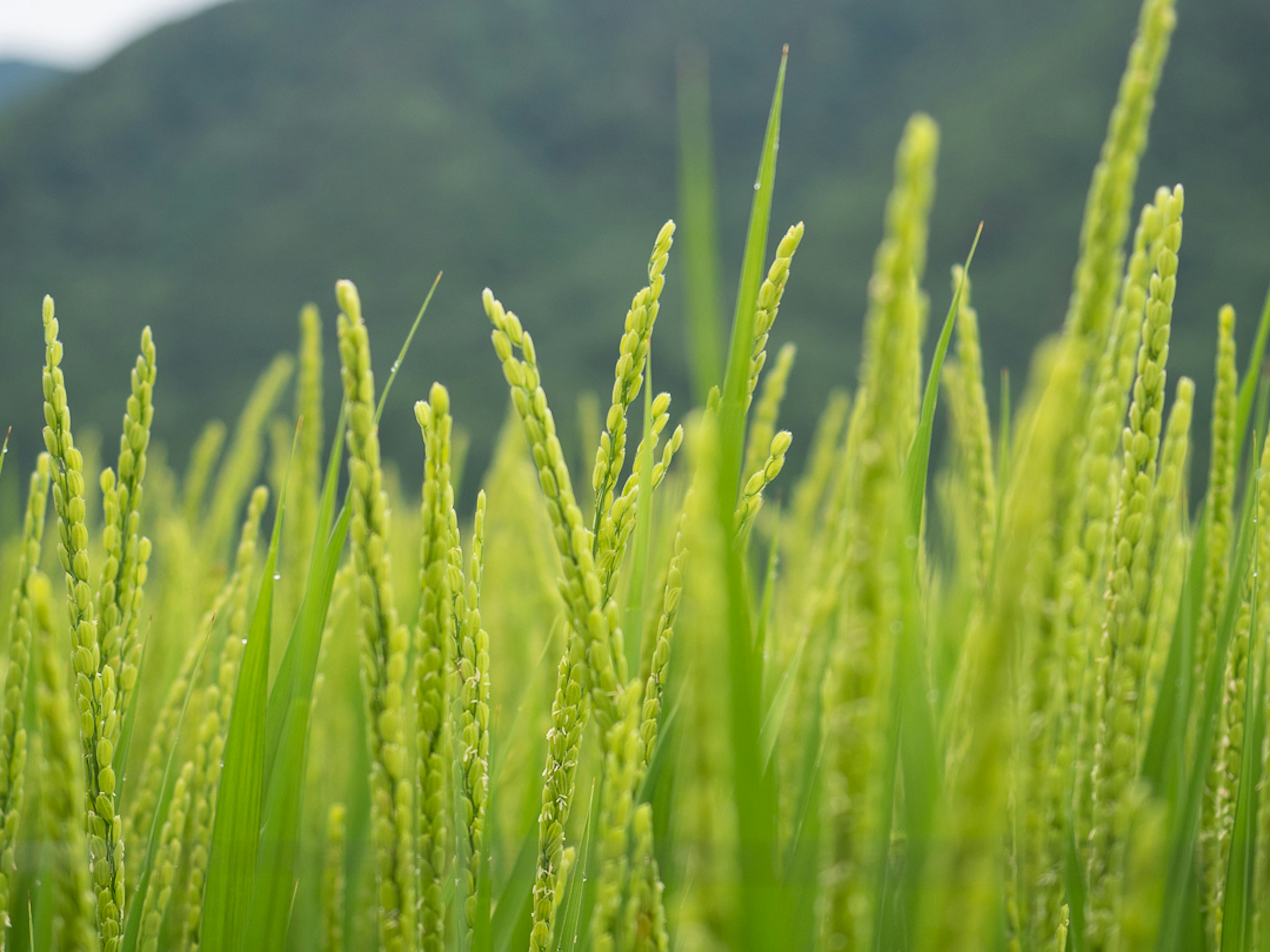 Tiges de riz vertes luxuriantes se balançant dans la brise