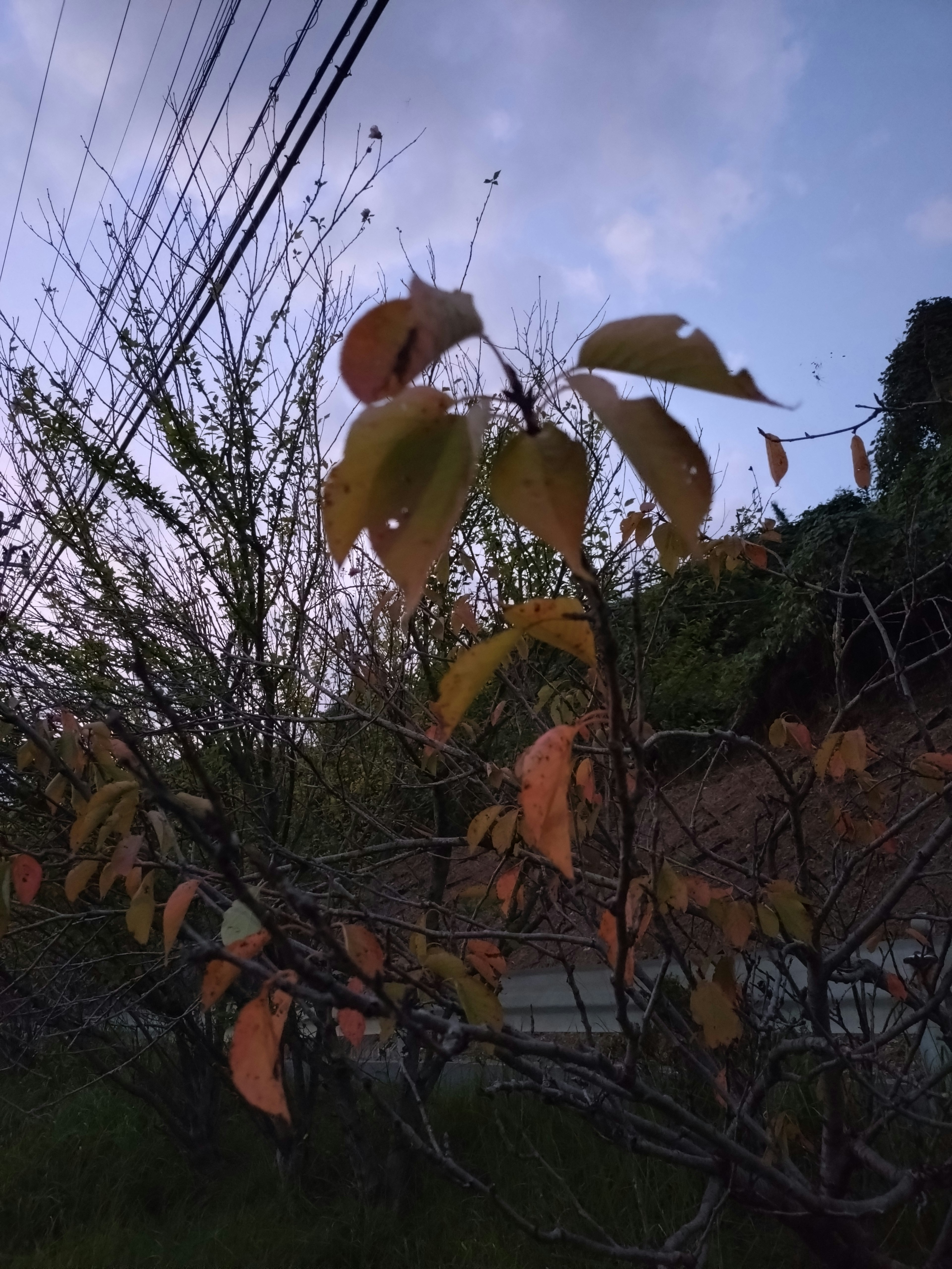 夕暮れ時の木の葉と電線の風景