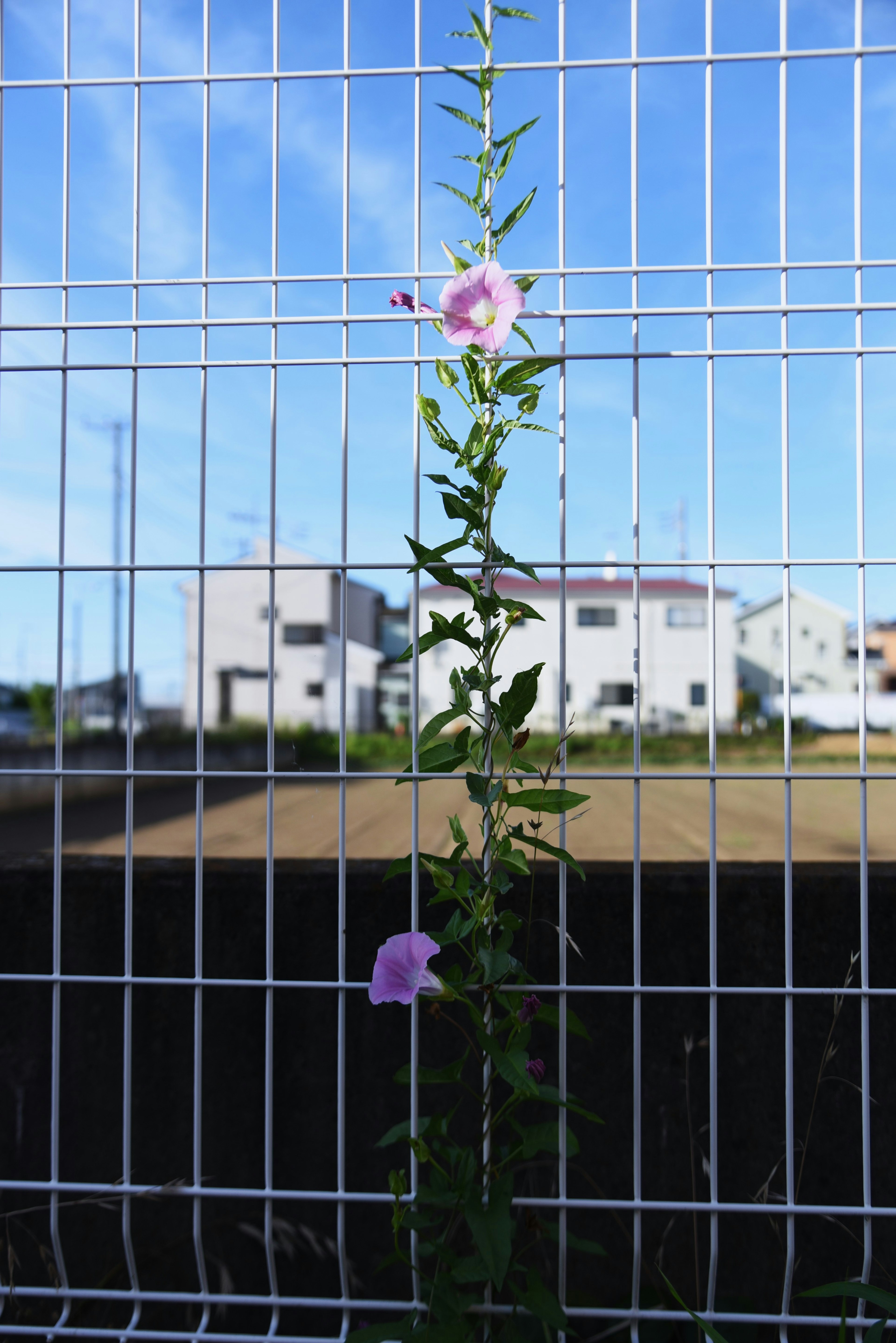 藍天下爬上圍欄的綠色植物和紫色花朵