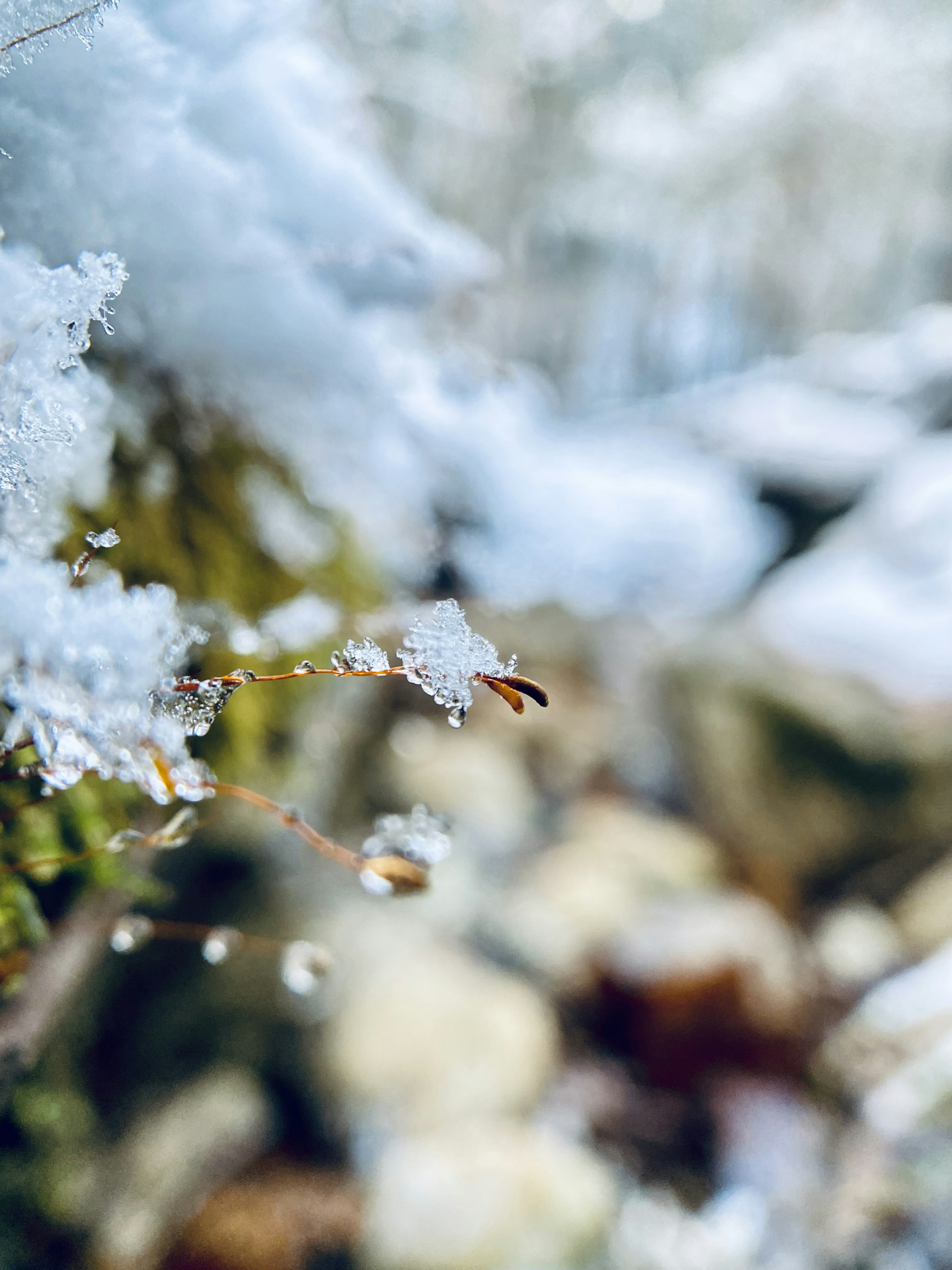 雪と水滴が付いた植物のクローズアップ