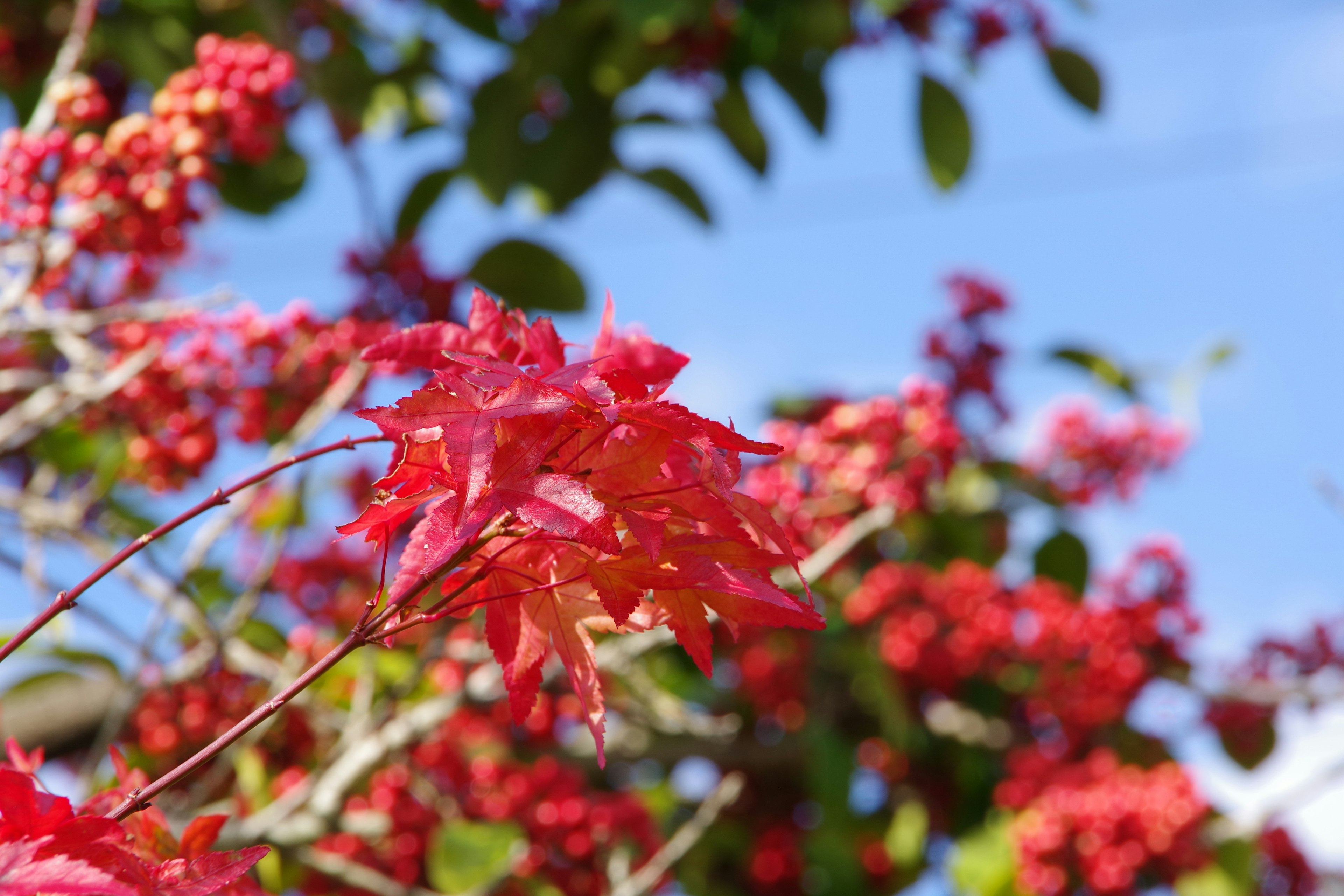 Daun merah cerah di latar belakang langit biru