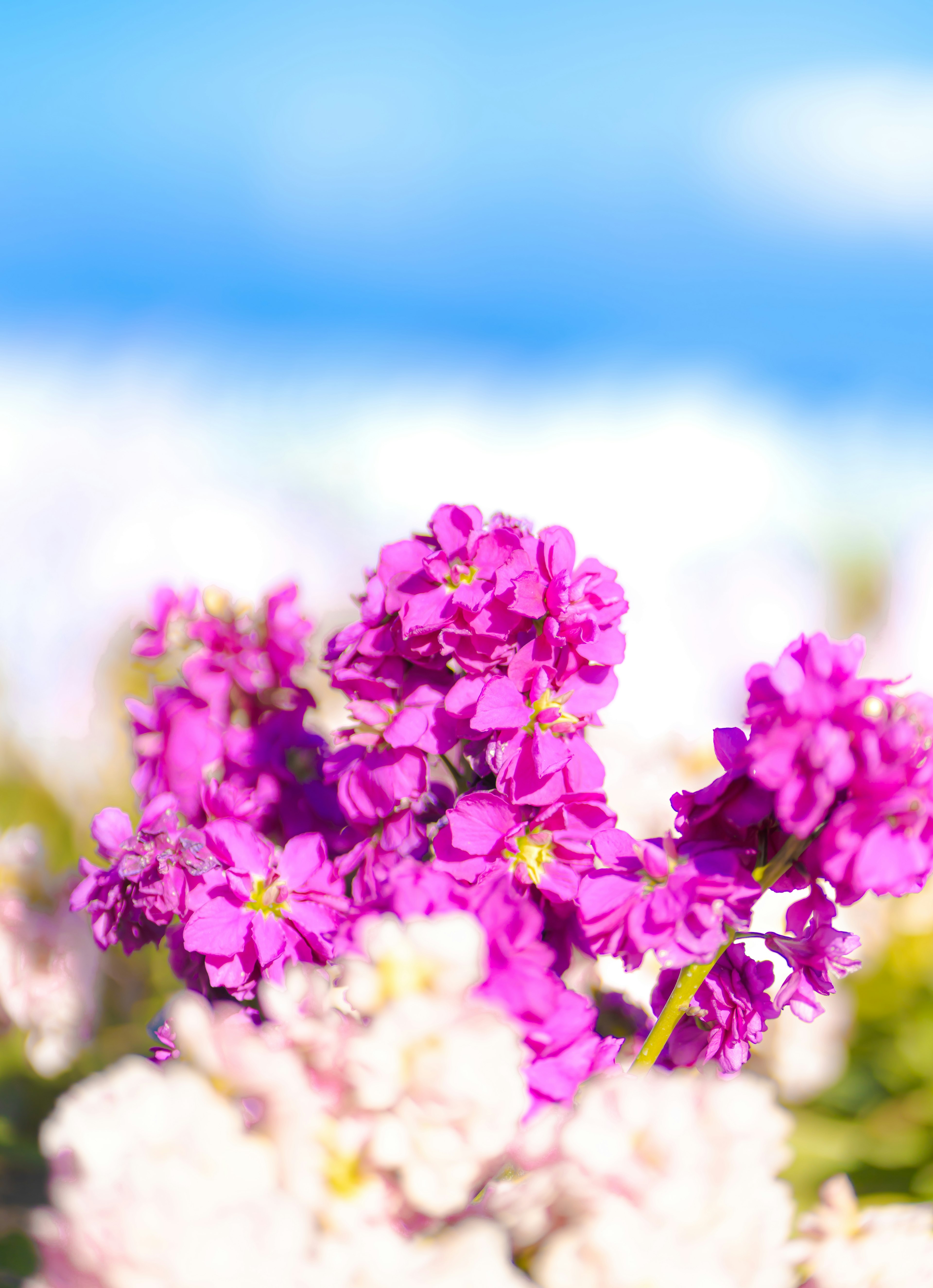 Vibrant purple flowers blooming under a blue sky