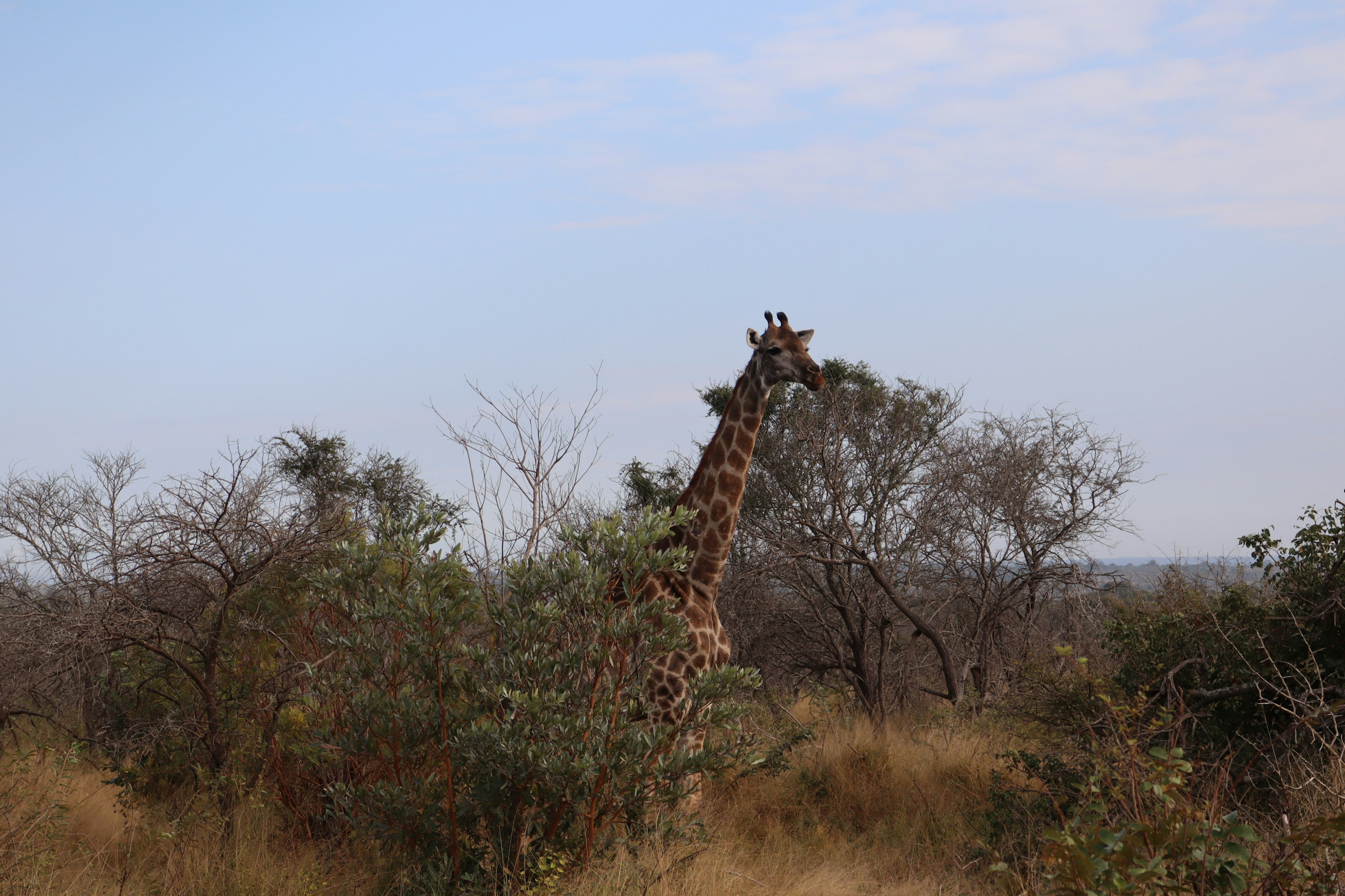 Tête de girafe visible parmi les arbres dans la savane