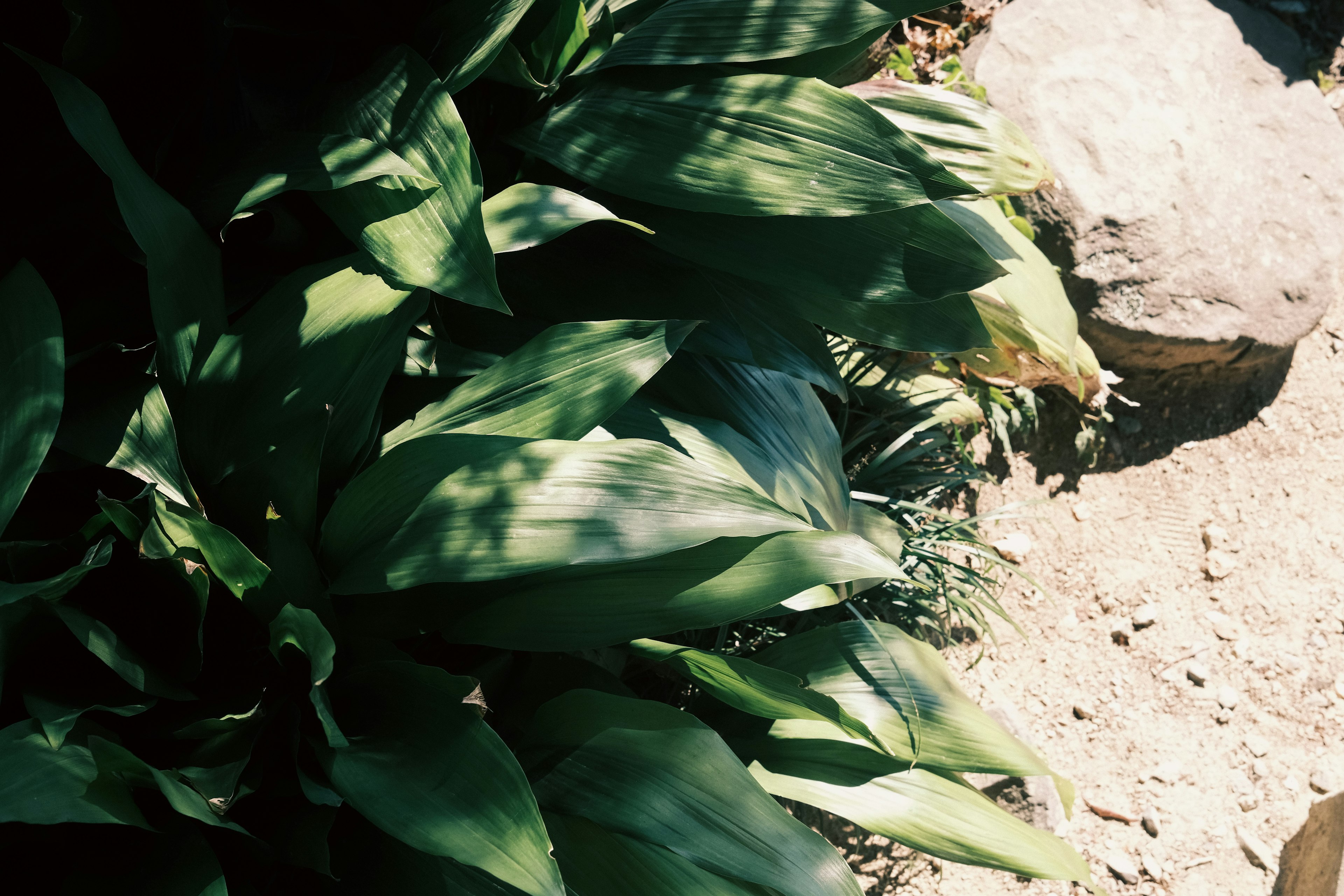 Close-up daun hijau subur di samping jalur berbatu