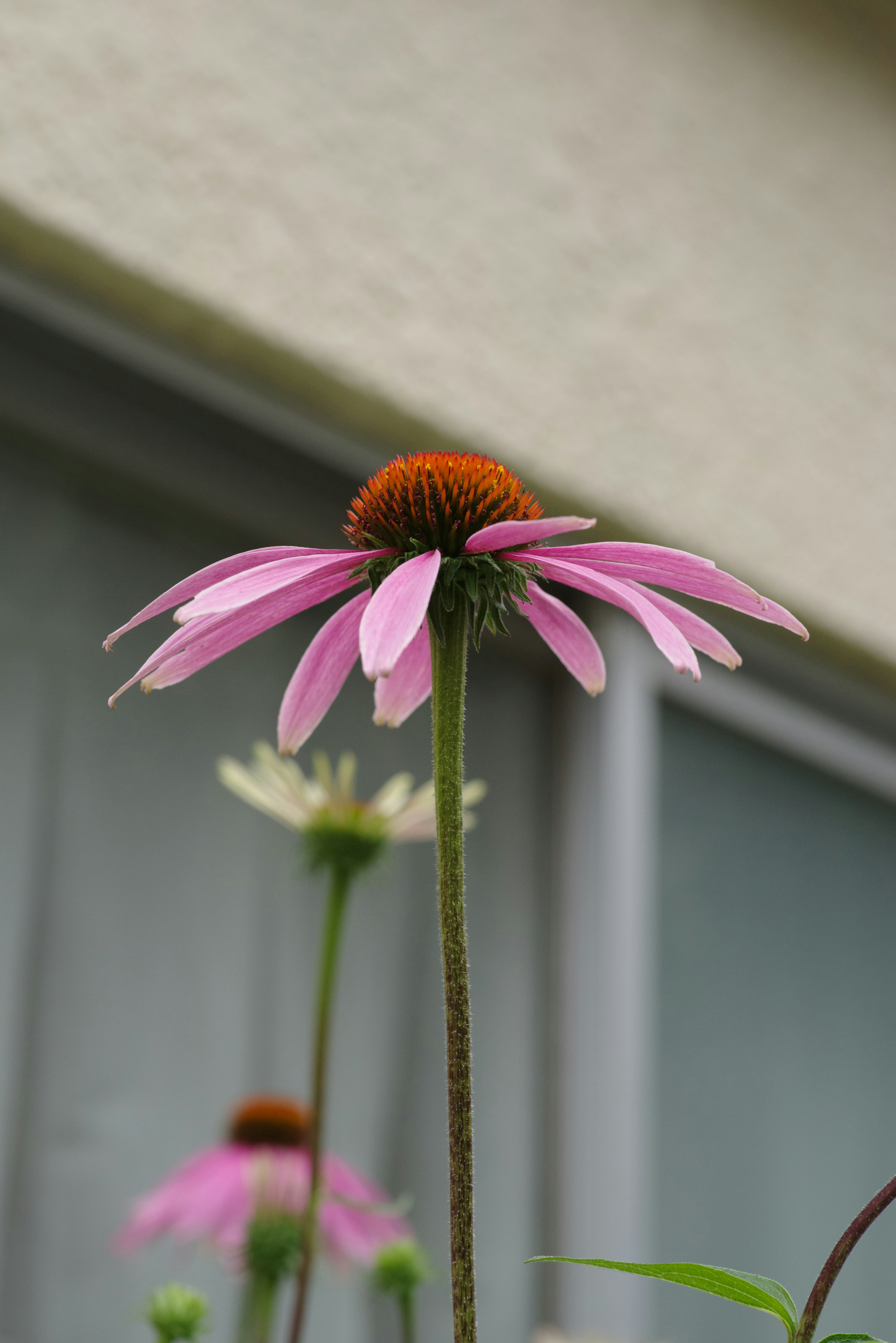 Kedekatan bunga echinacea berwarna pink dengan pusat coklat