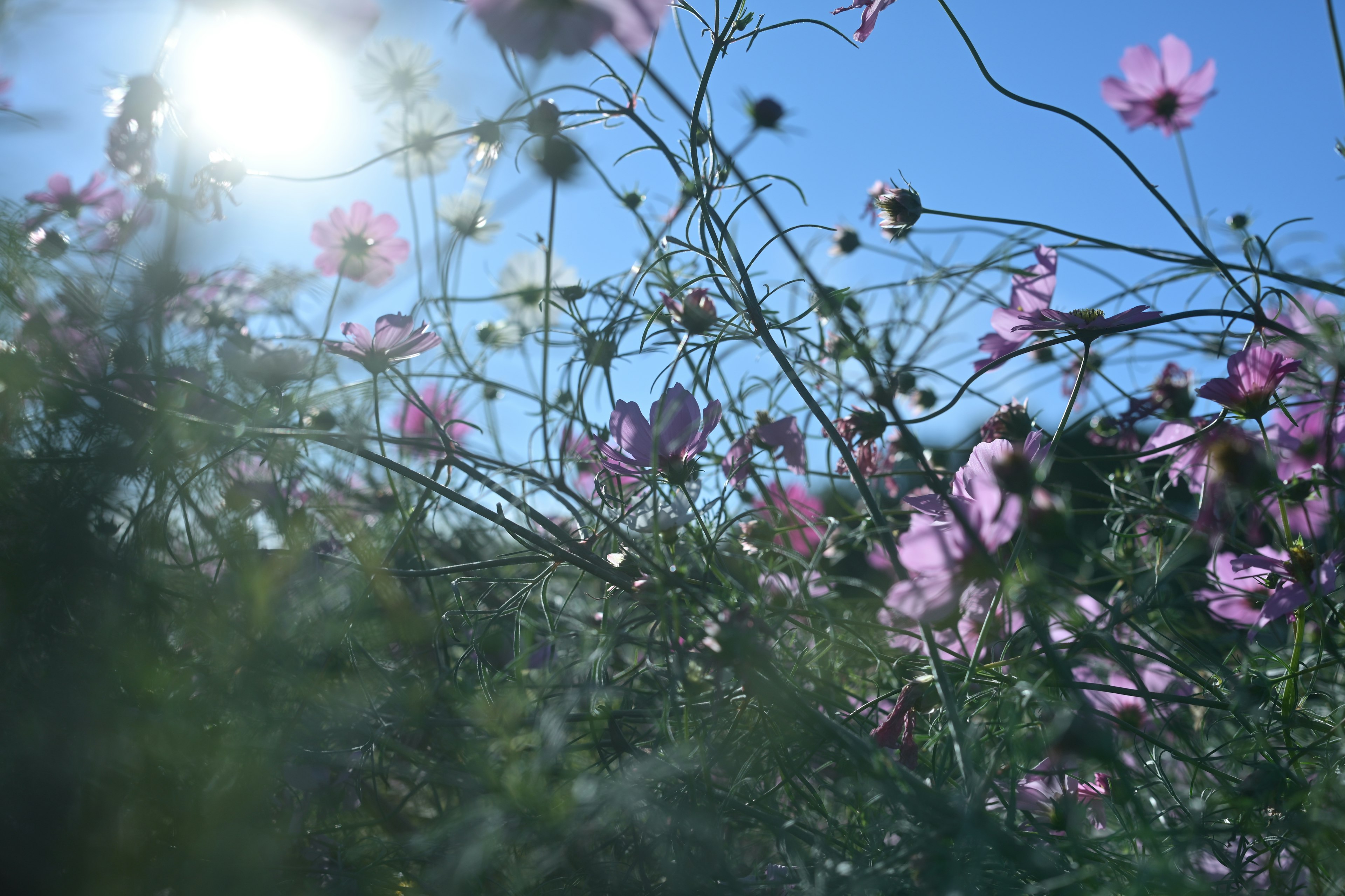 Pink flowers blooming under a clear blue sky with sunlight